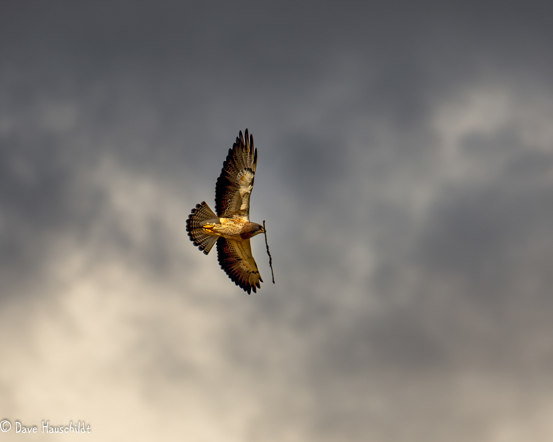 Swainson's Hawk