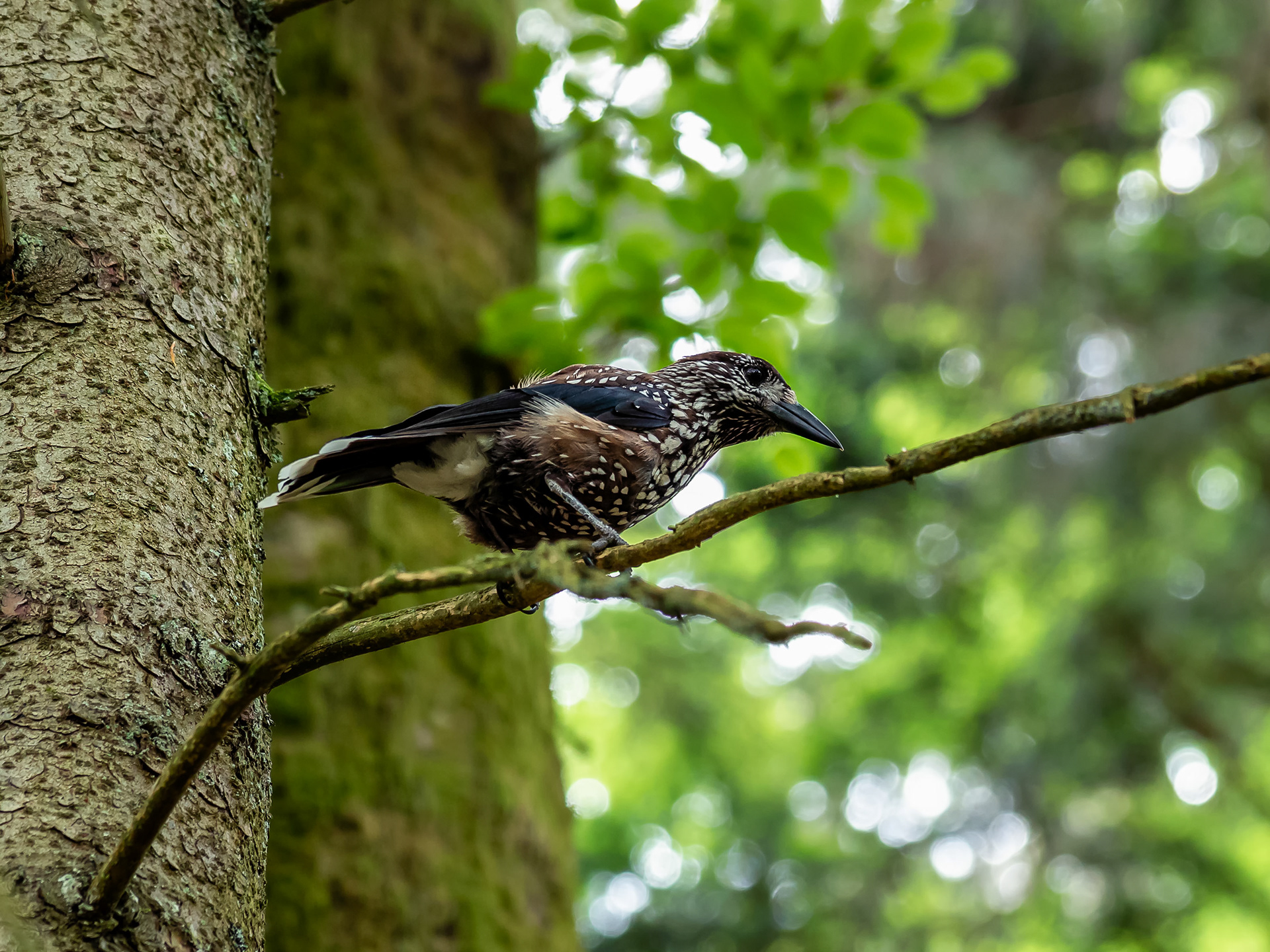 Eurasian Nutcracker