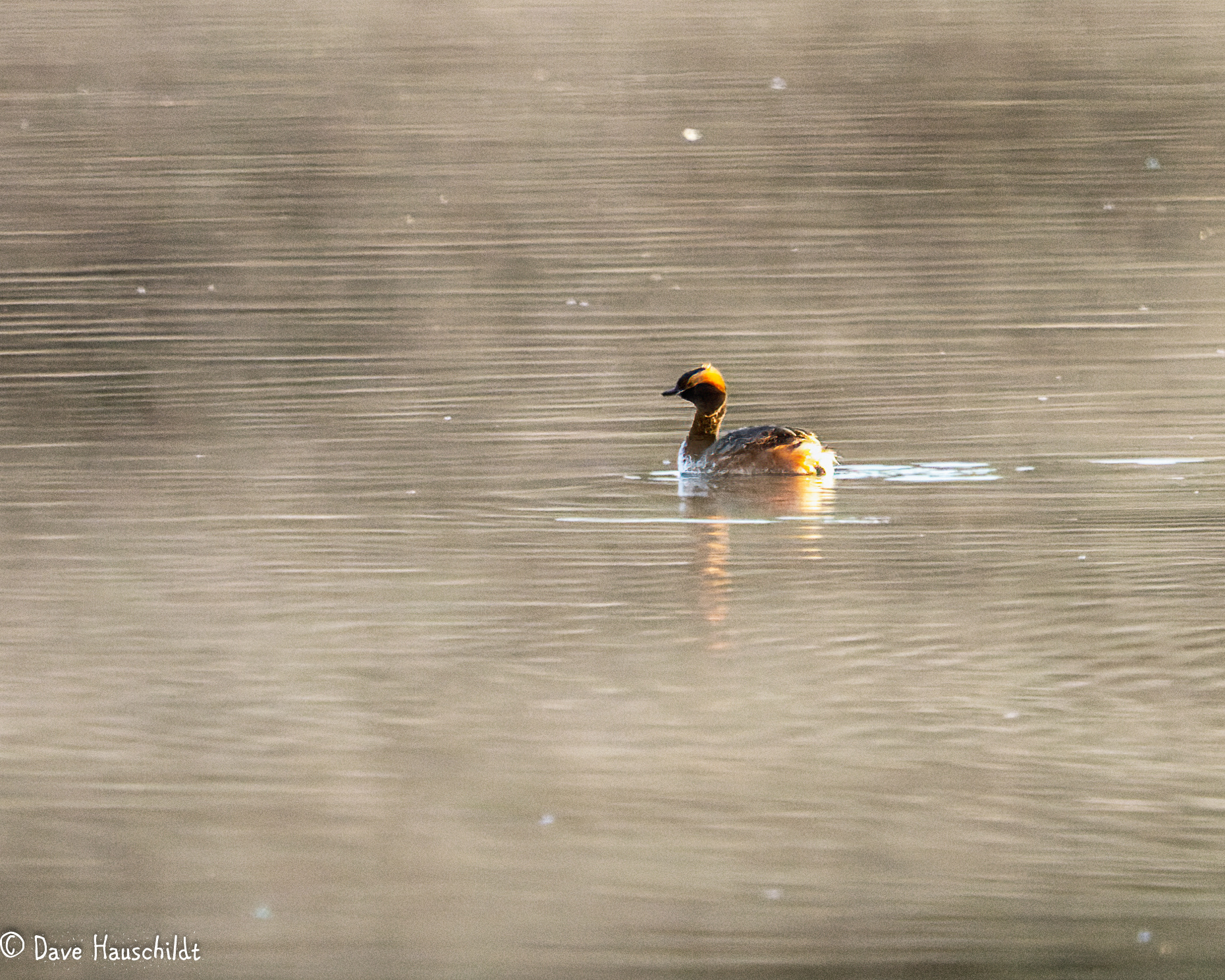 Horned Grebe