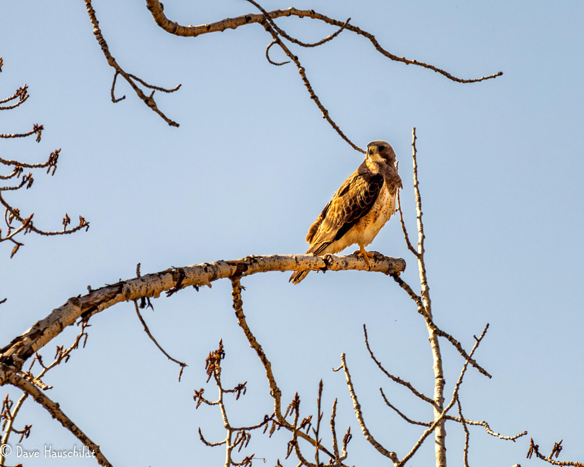 Swainson's Hawk