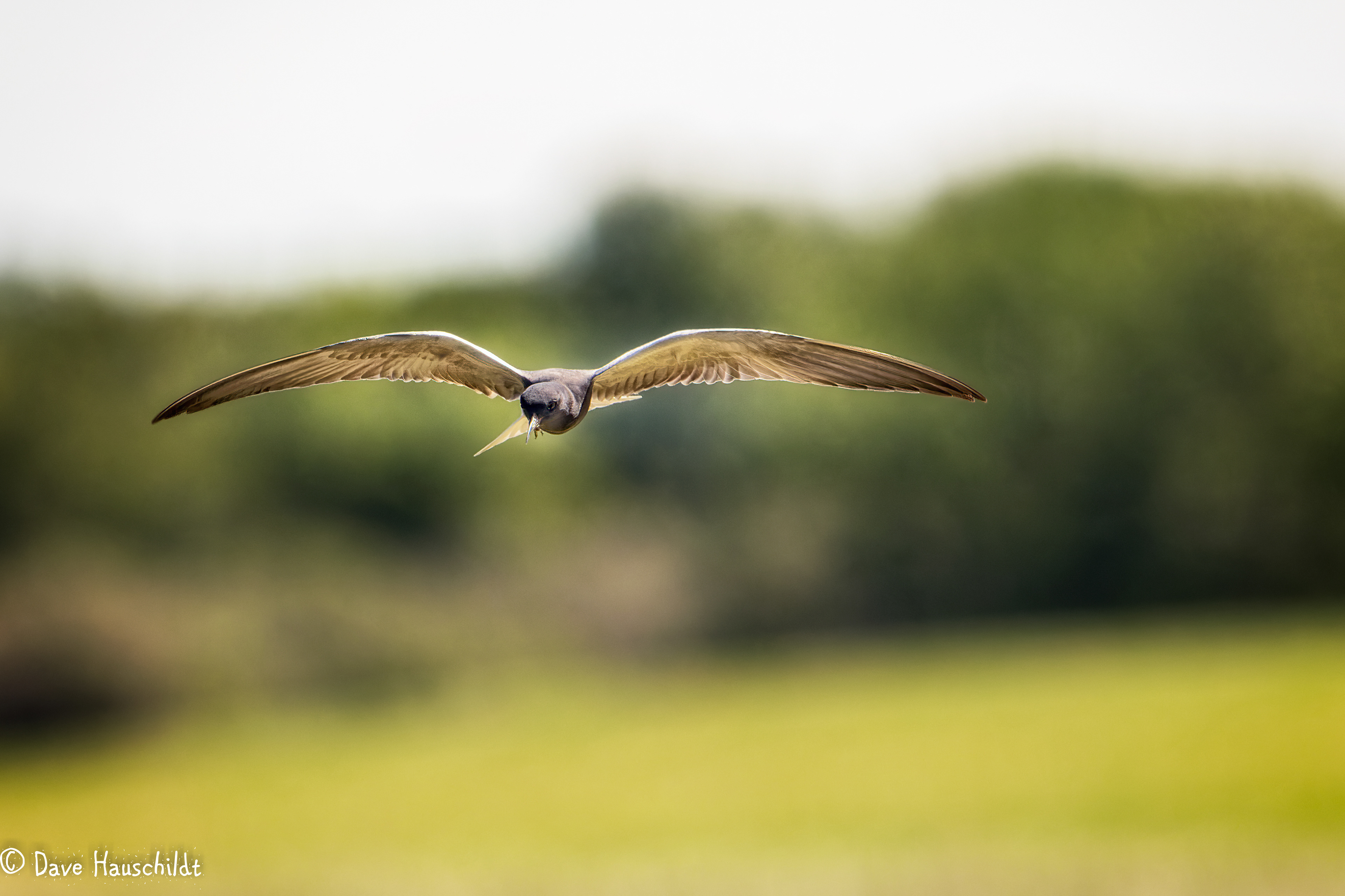 Black Tern