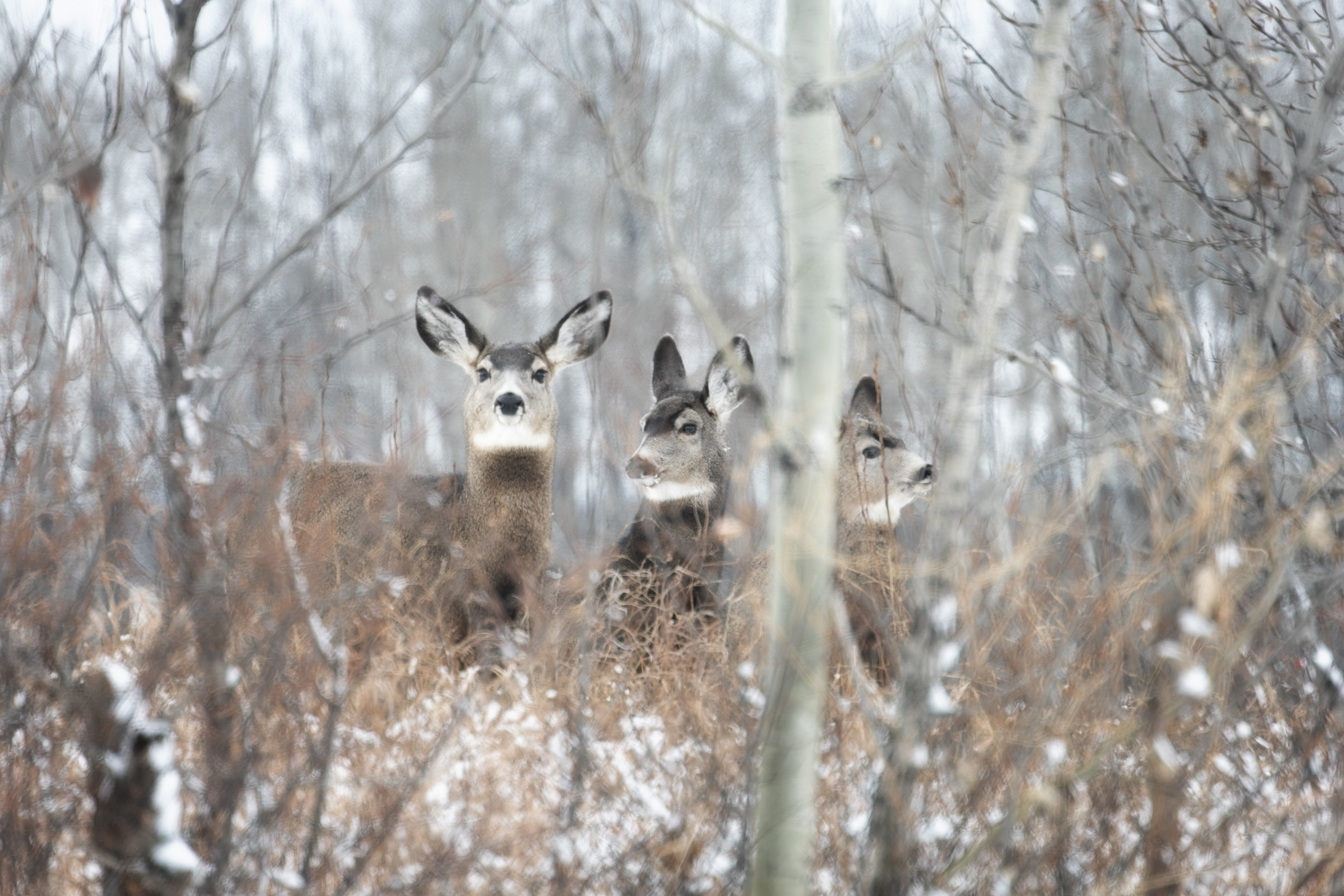 Mule Deer