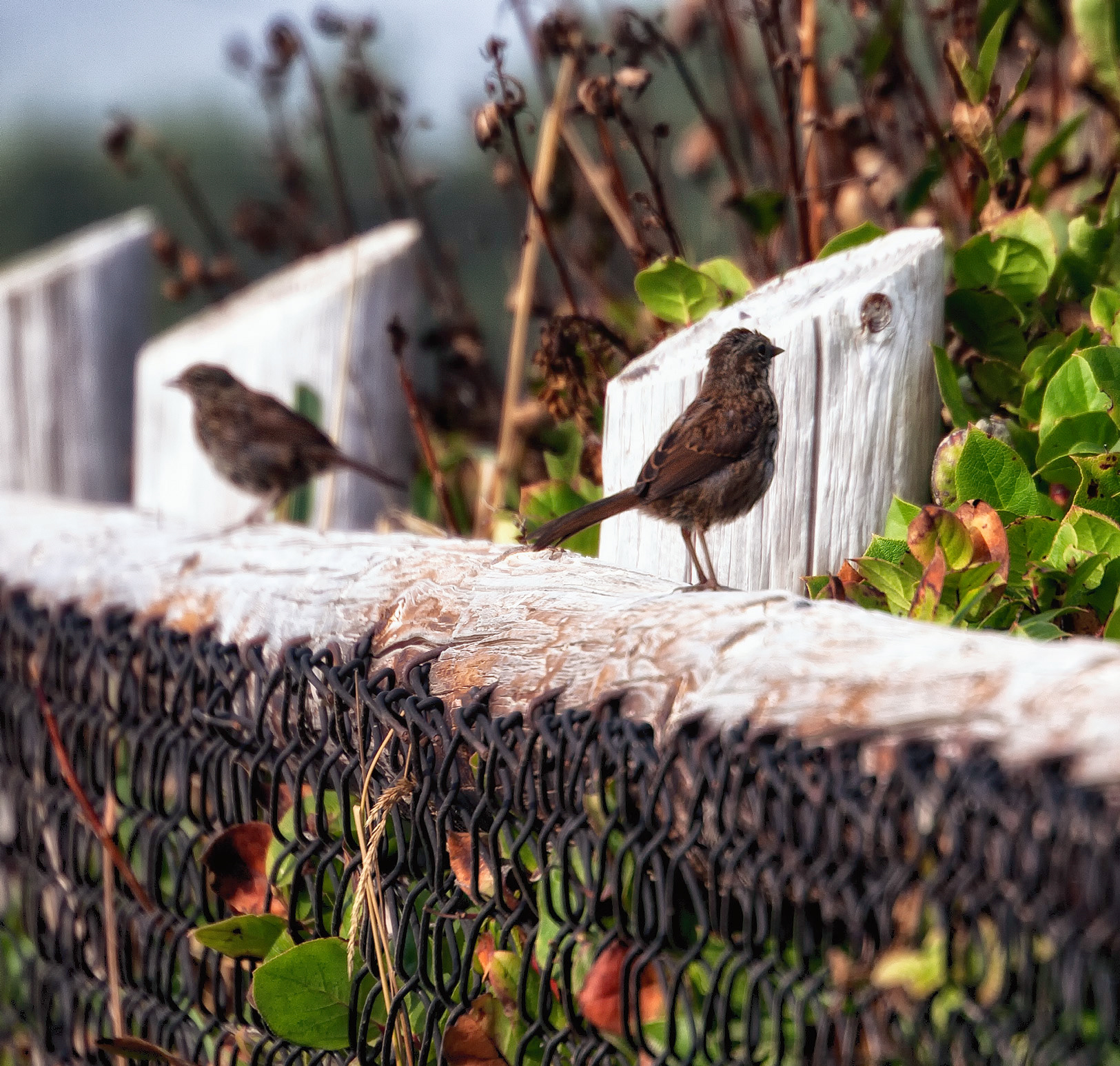 Song Sparrow