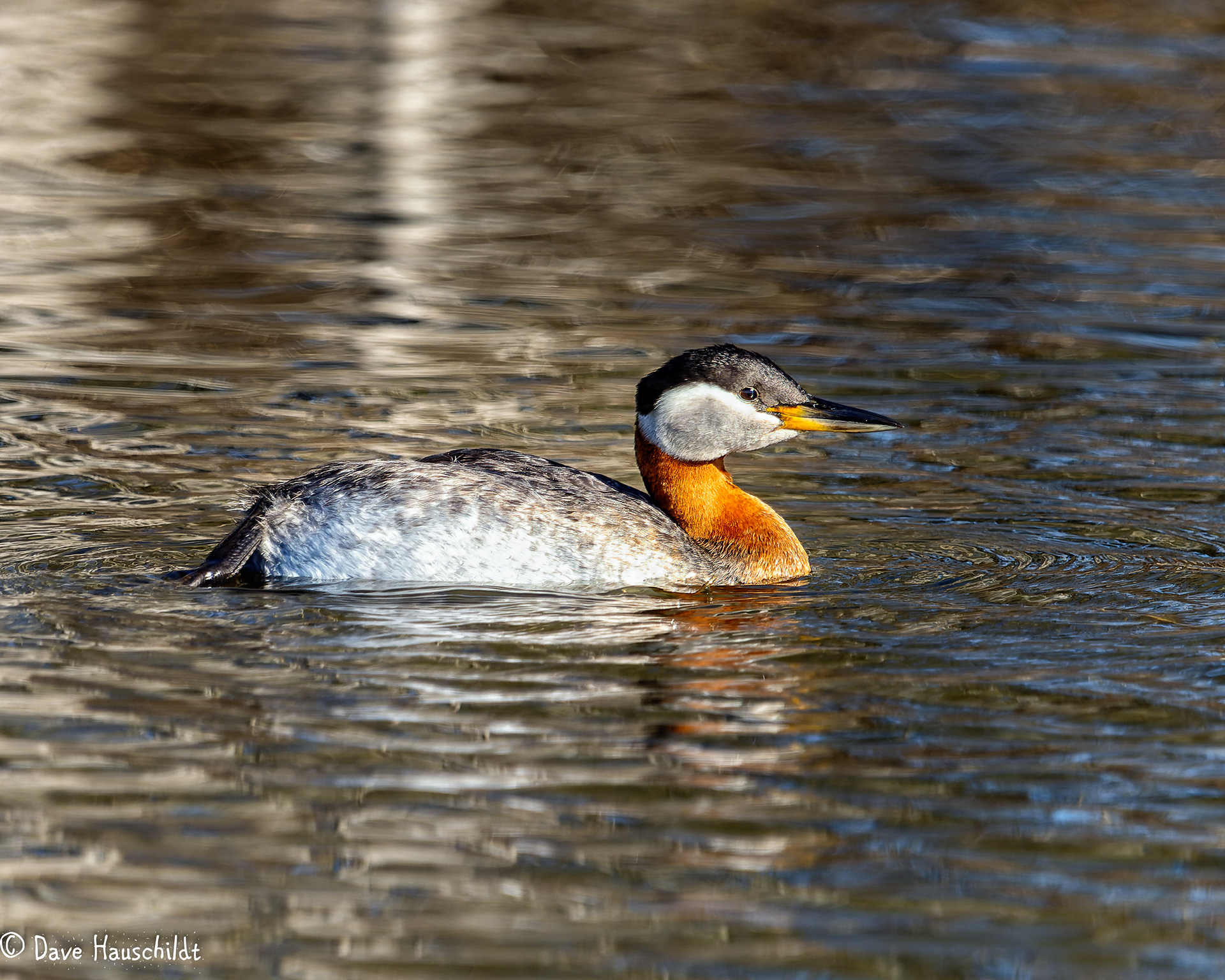 Rednecked Grebe
