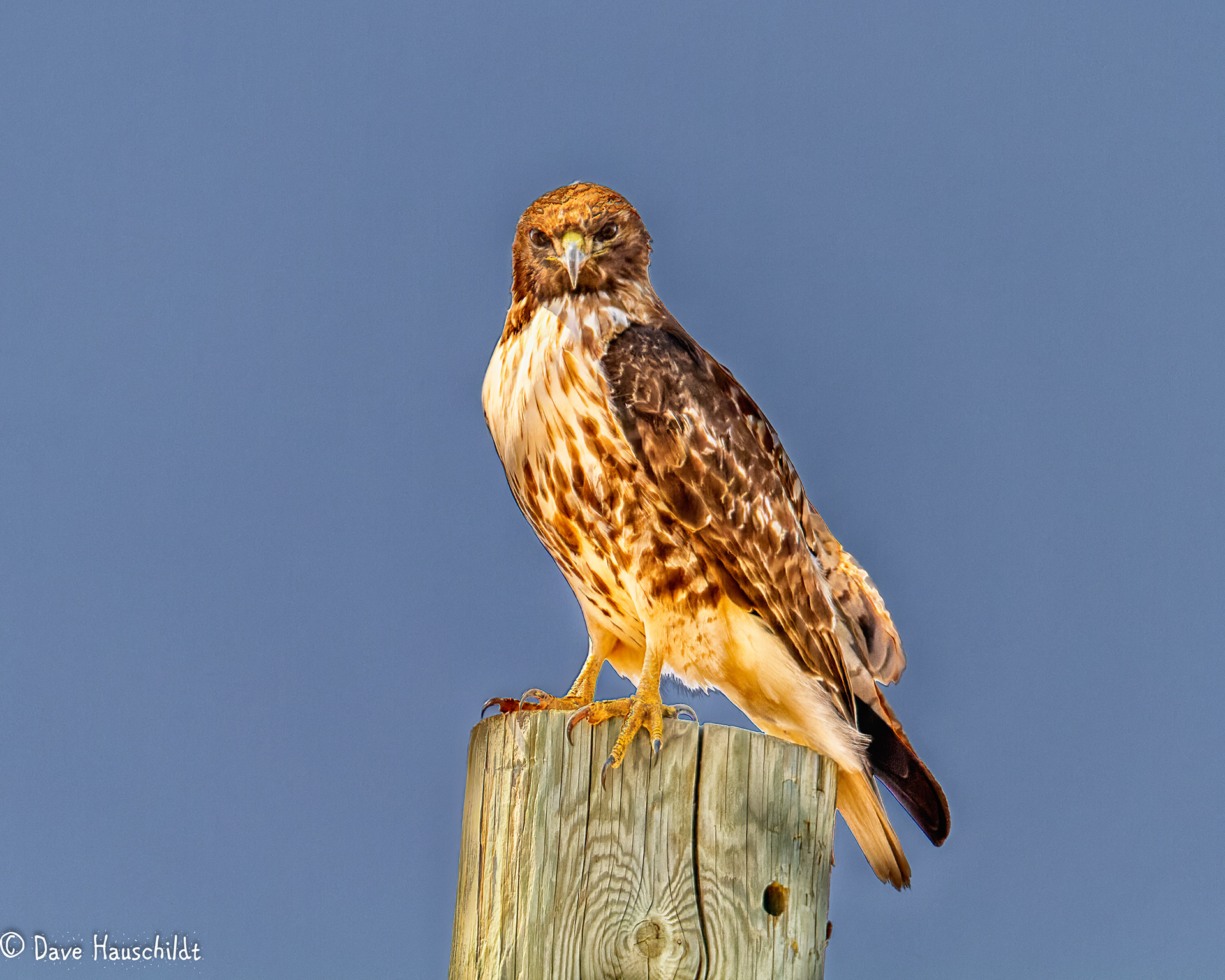 Red Tailed Hawk