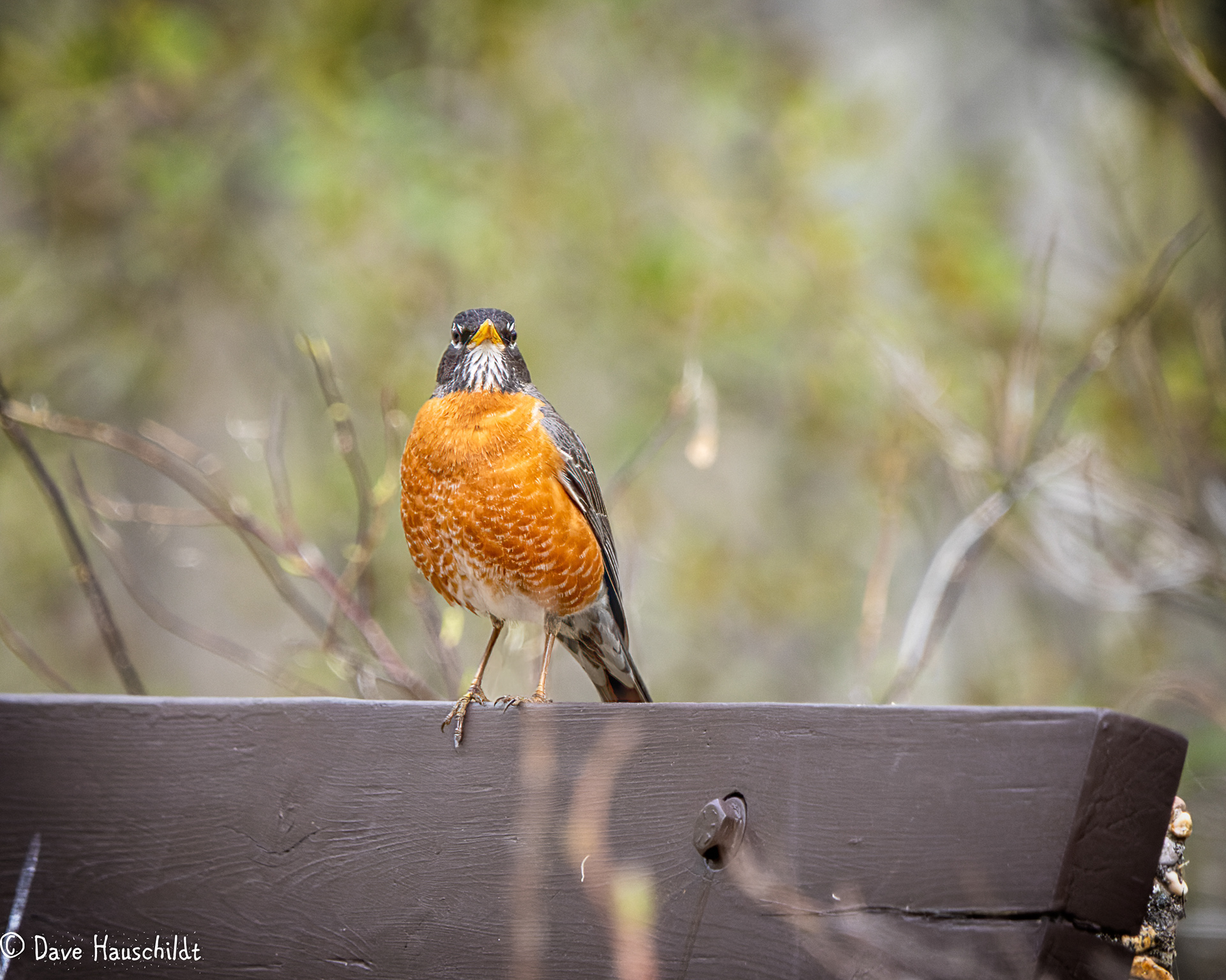 American Robin
