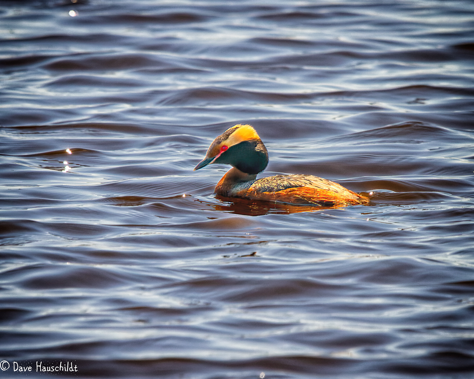 Horned Grebe
