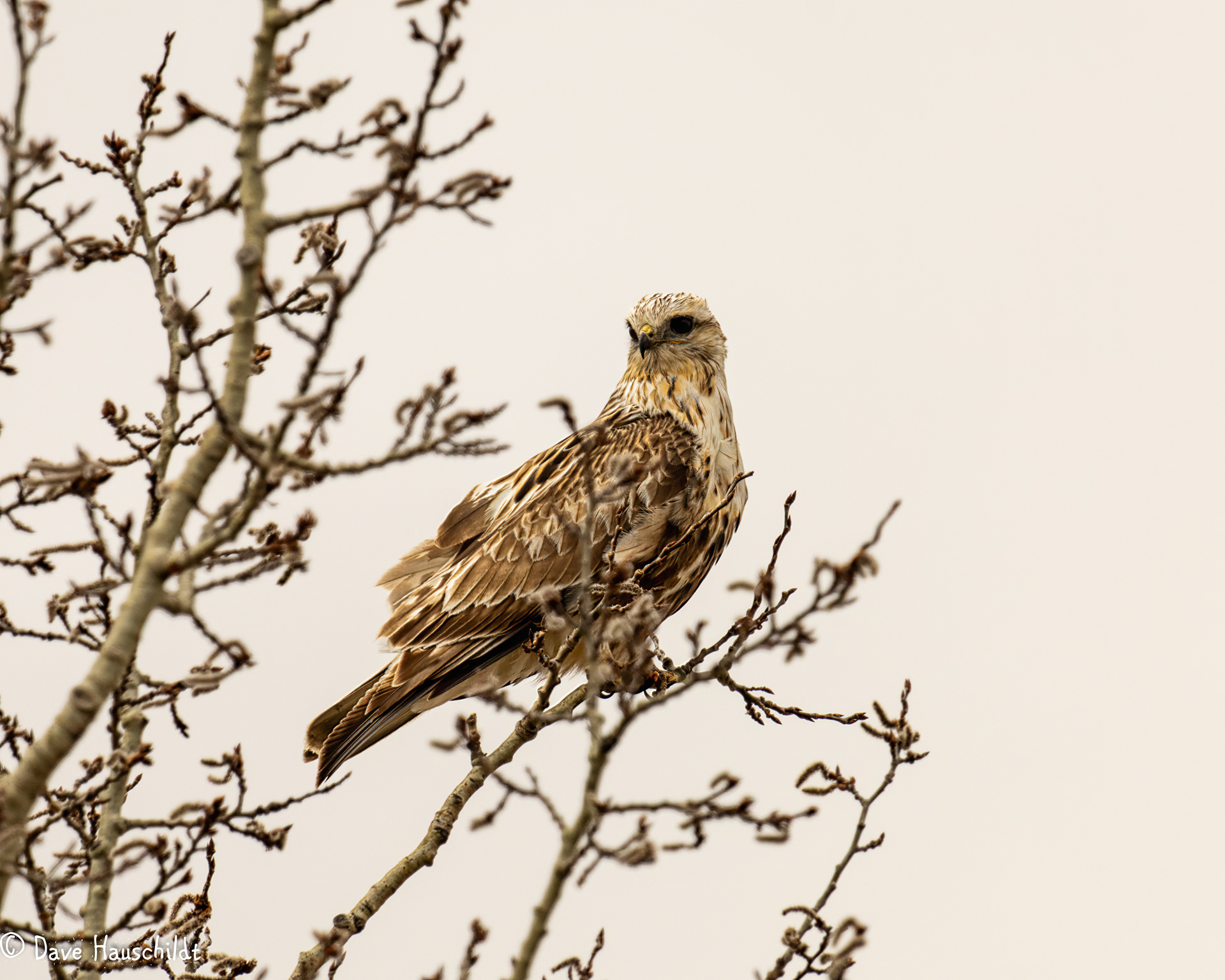 Rough Legged Hawk