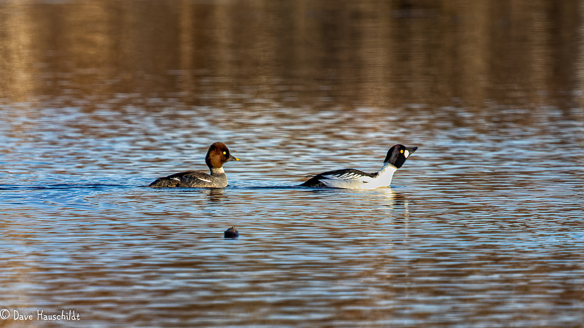 Common Goldeneye