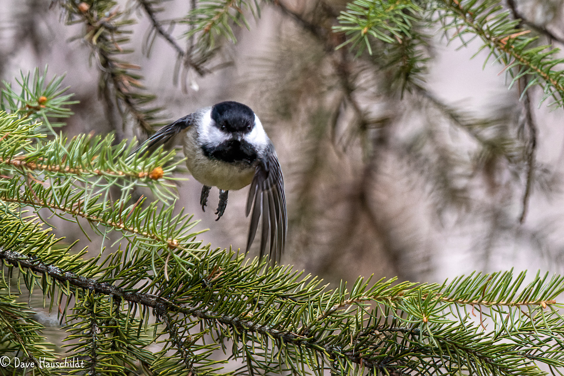 Black Capped Chickadee