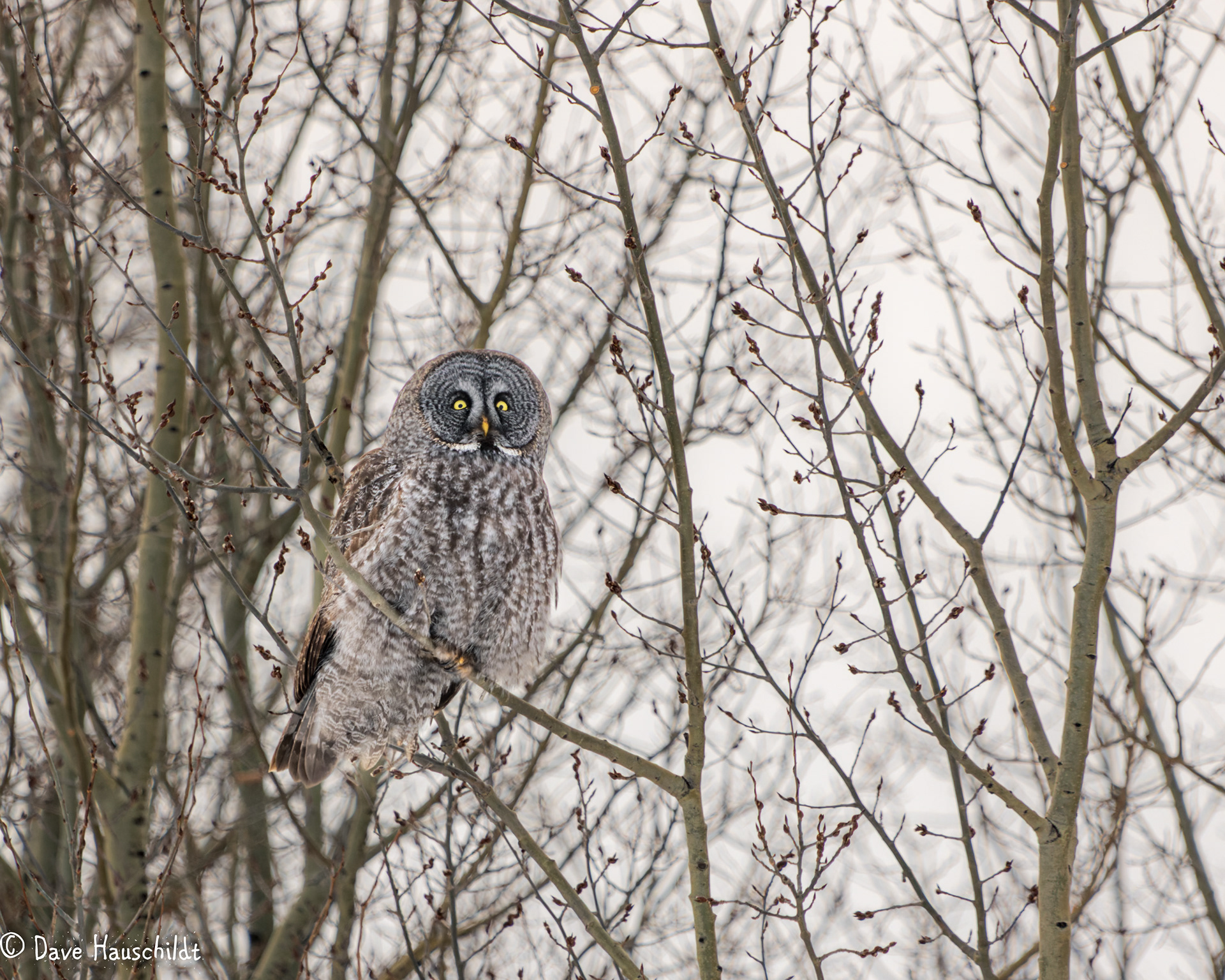 Great Grey Owl