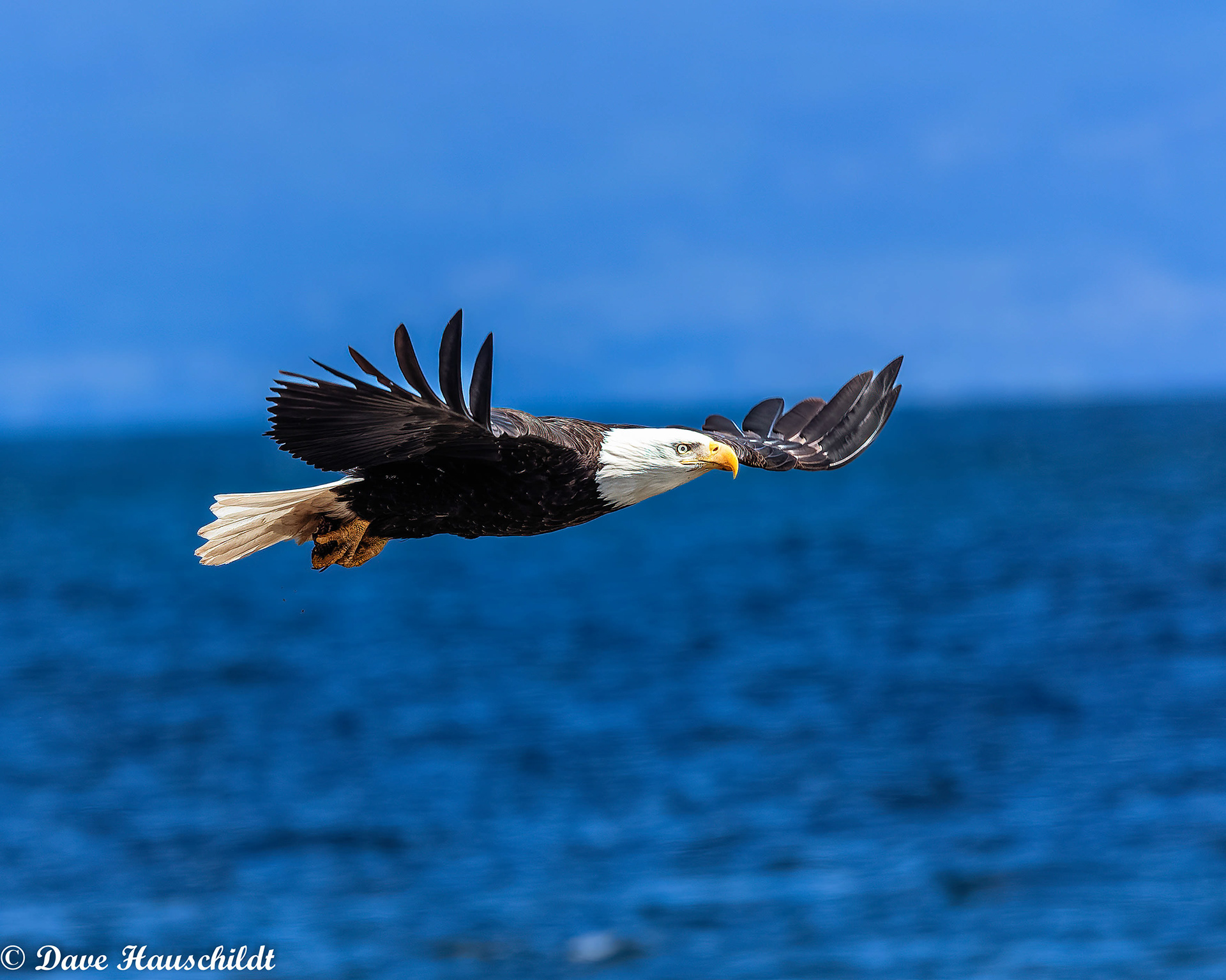 Bald Eagle