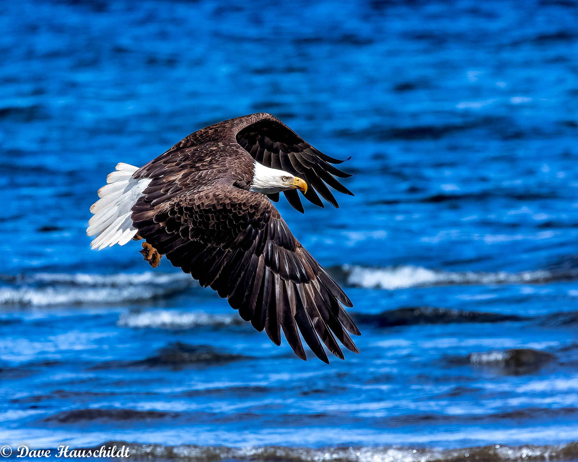 Bald Eagle
