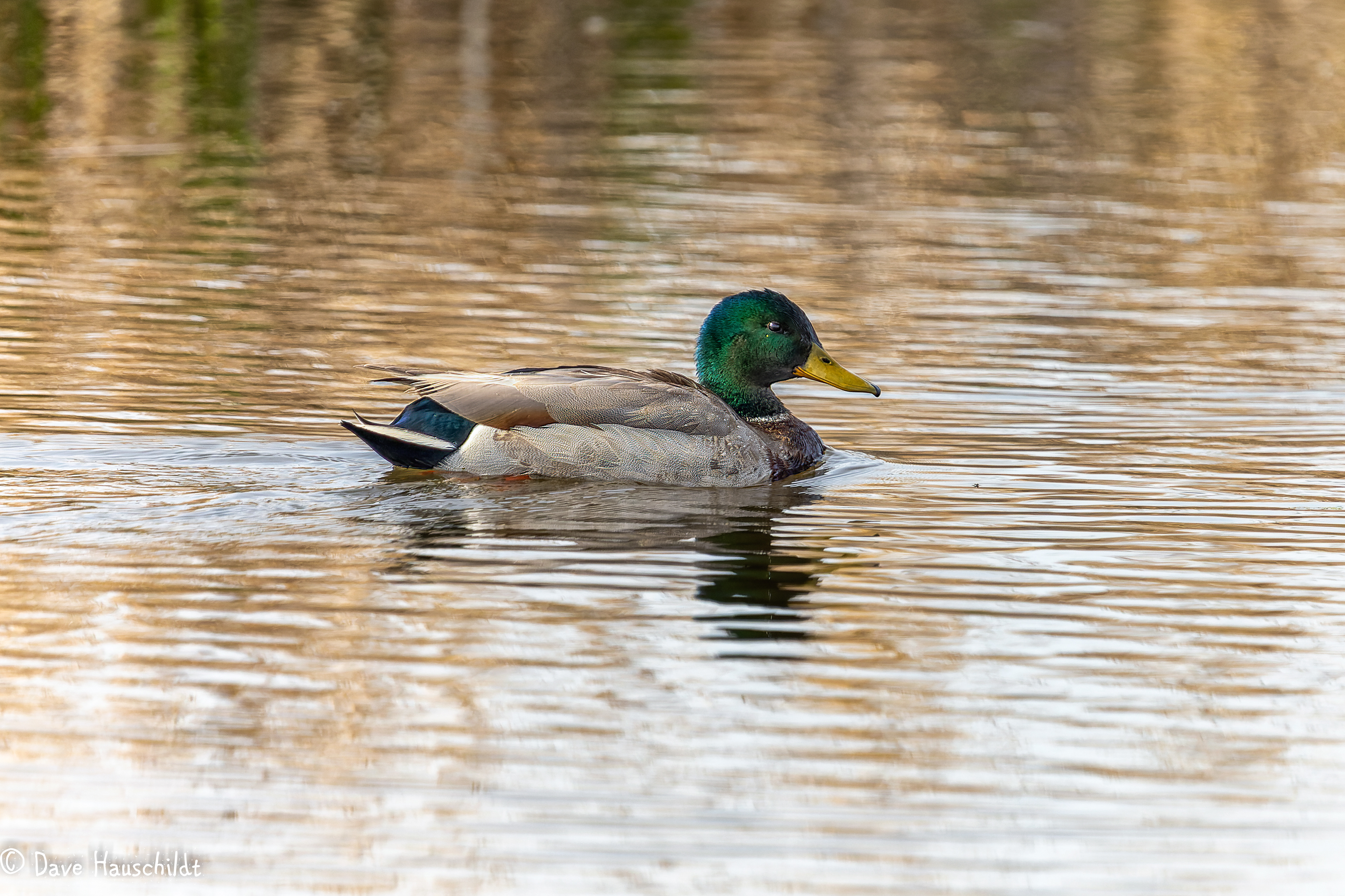Mallard