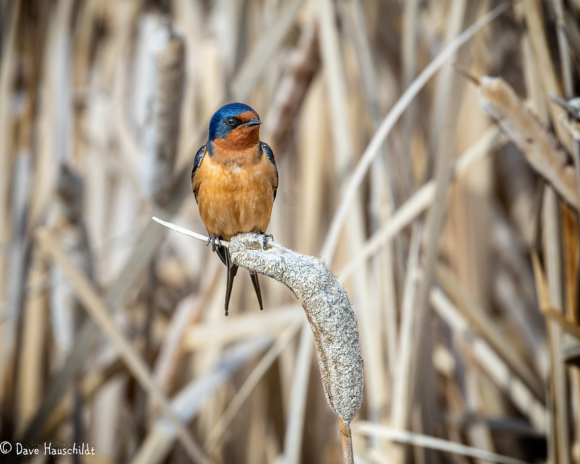 Barn Swallow
