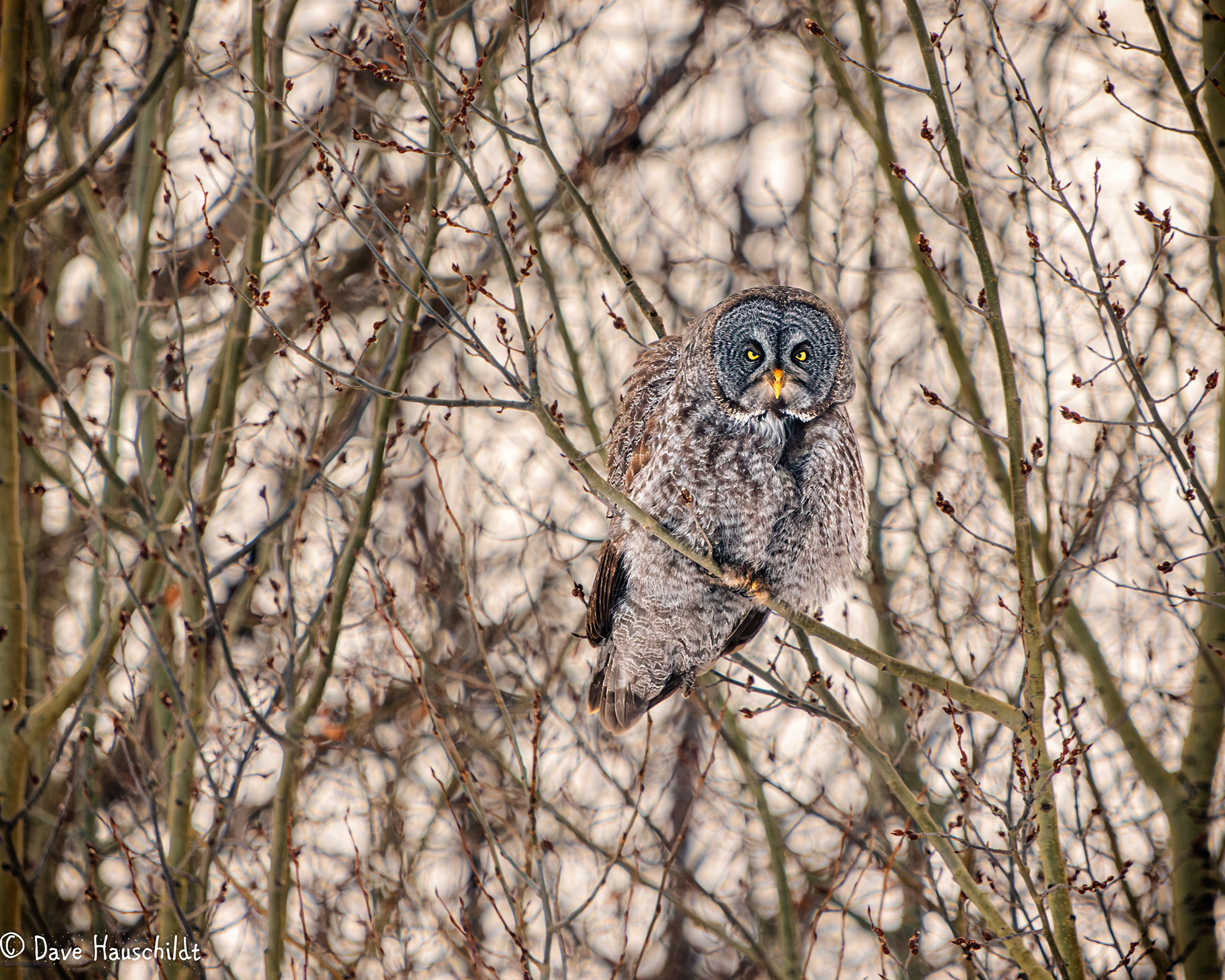 Great Grey Owl