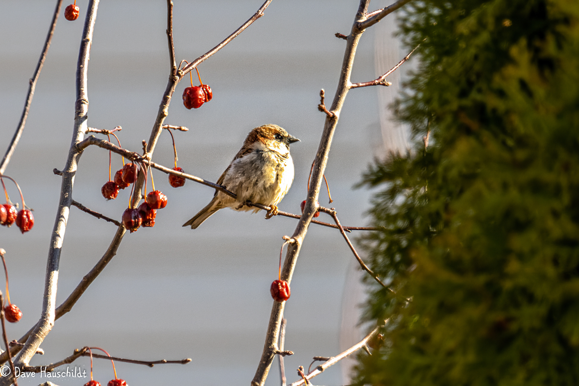 House Sparrow