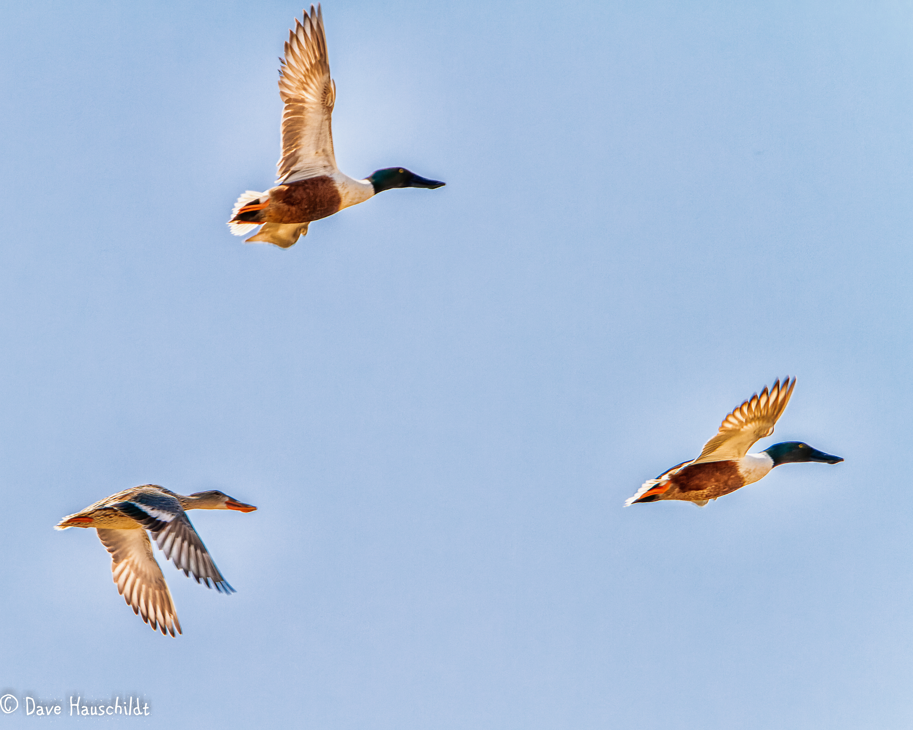 Northern Shoveler