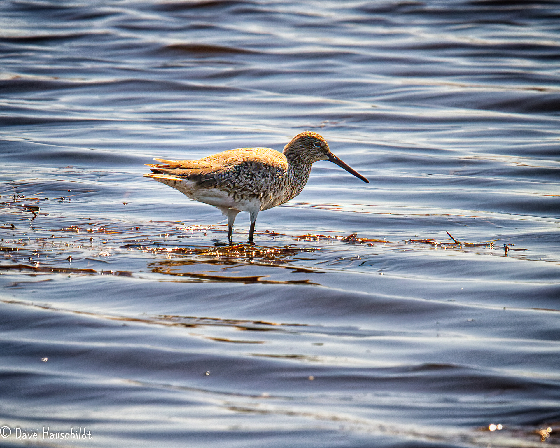 Willet