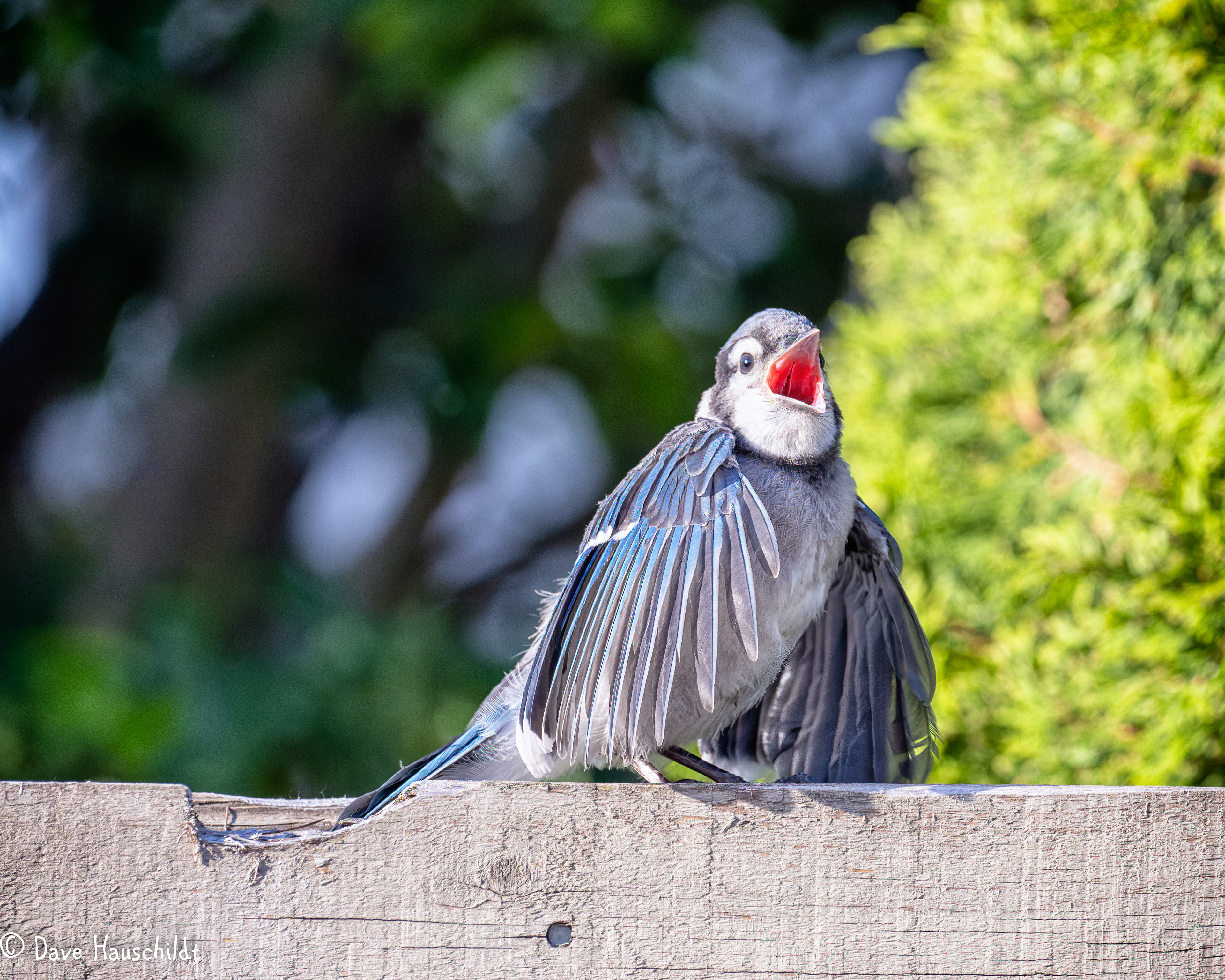 Blue Jay