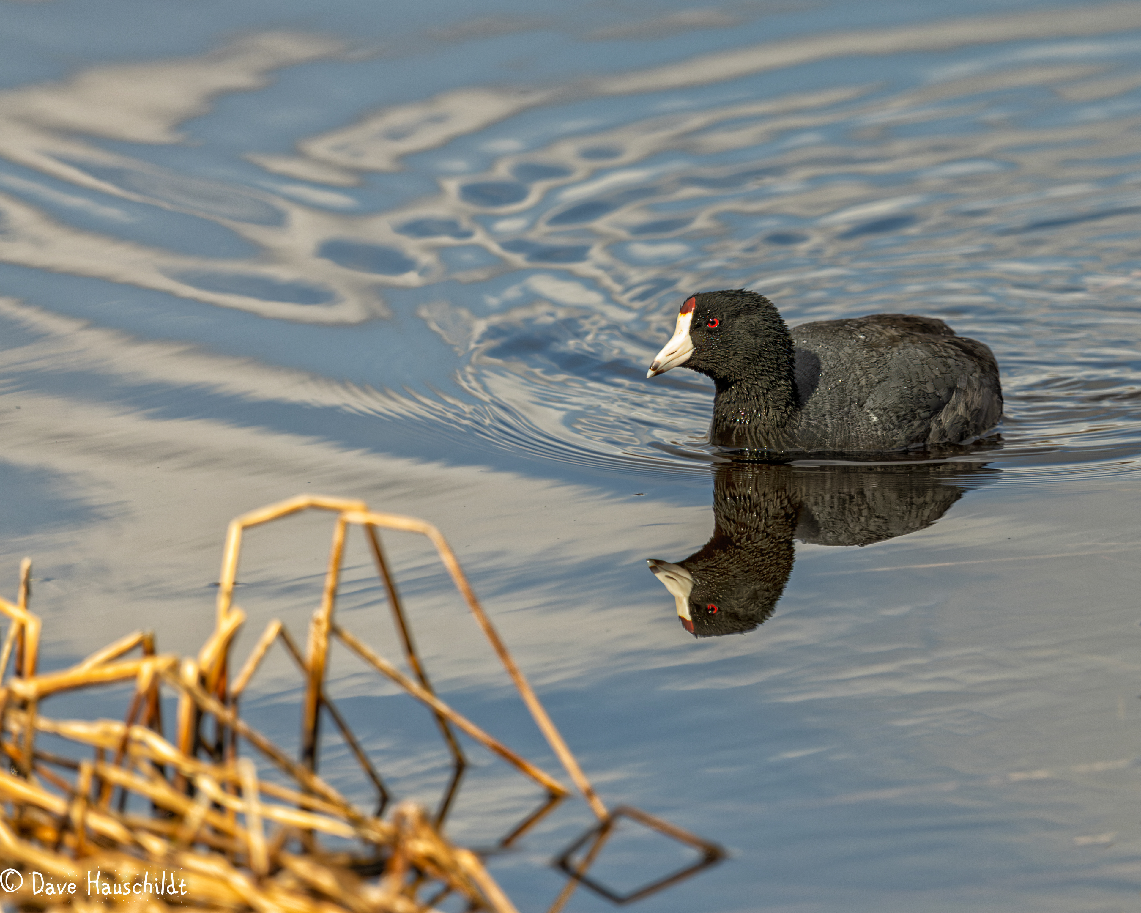 American Coot