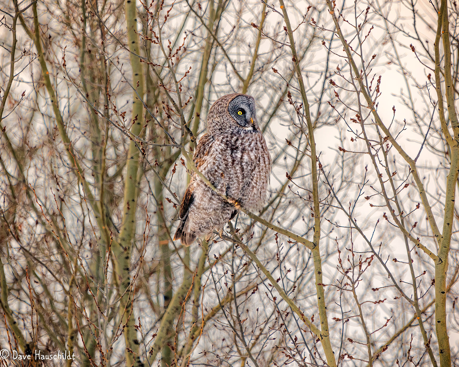 Great Grey Owl