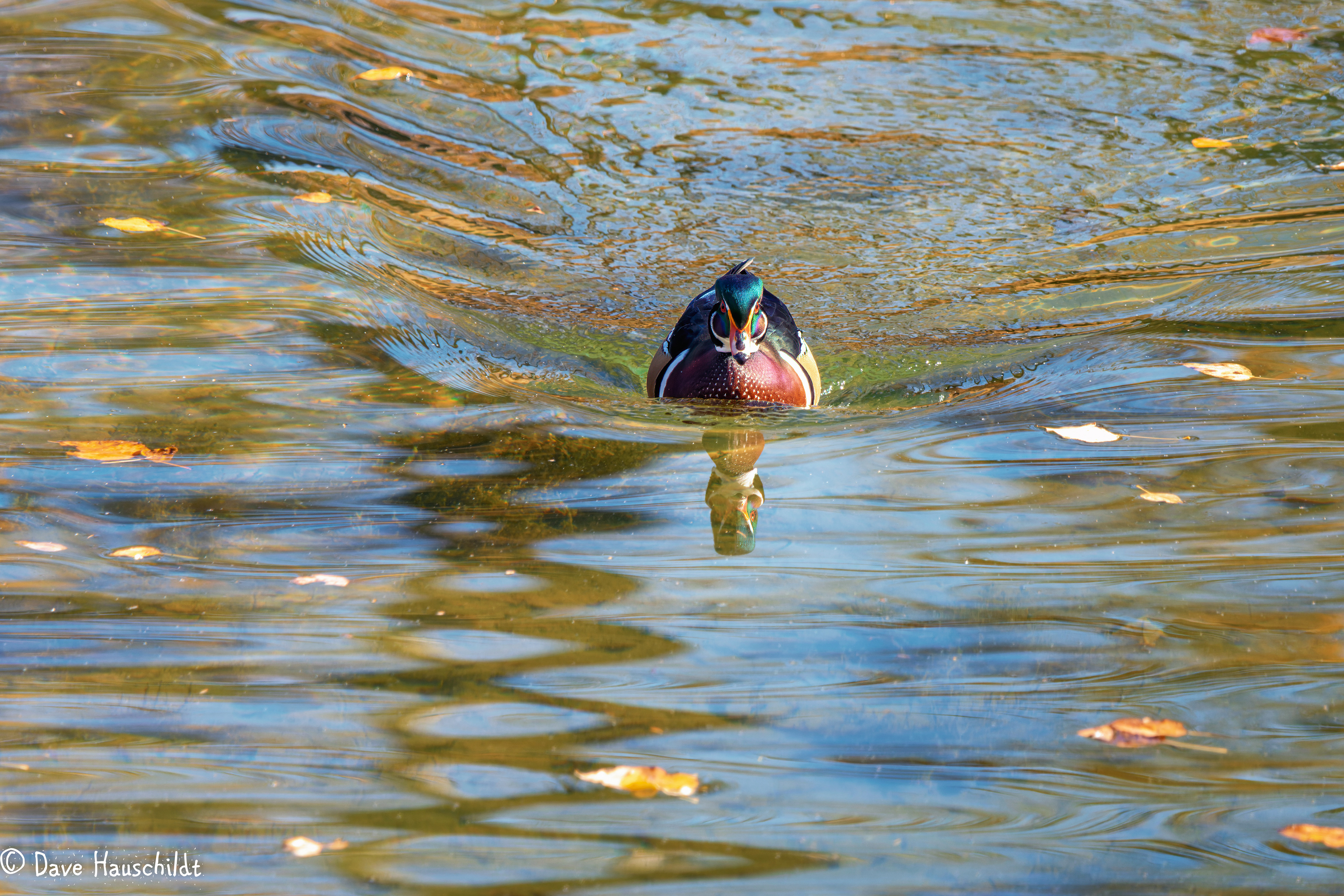 Wood Duck