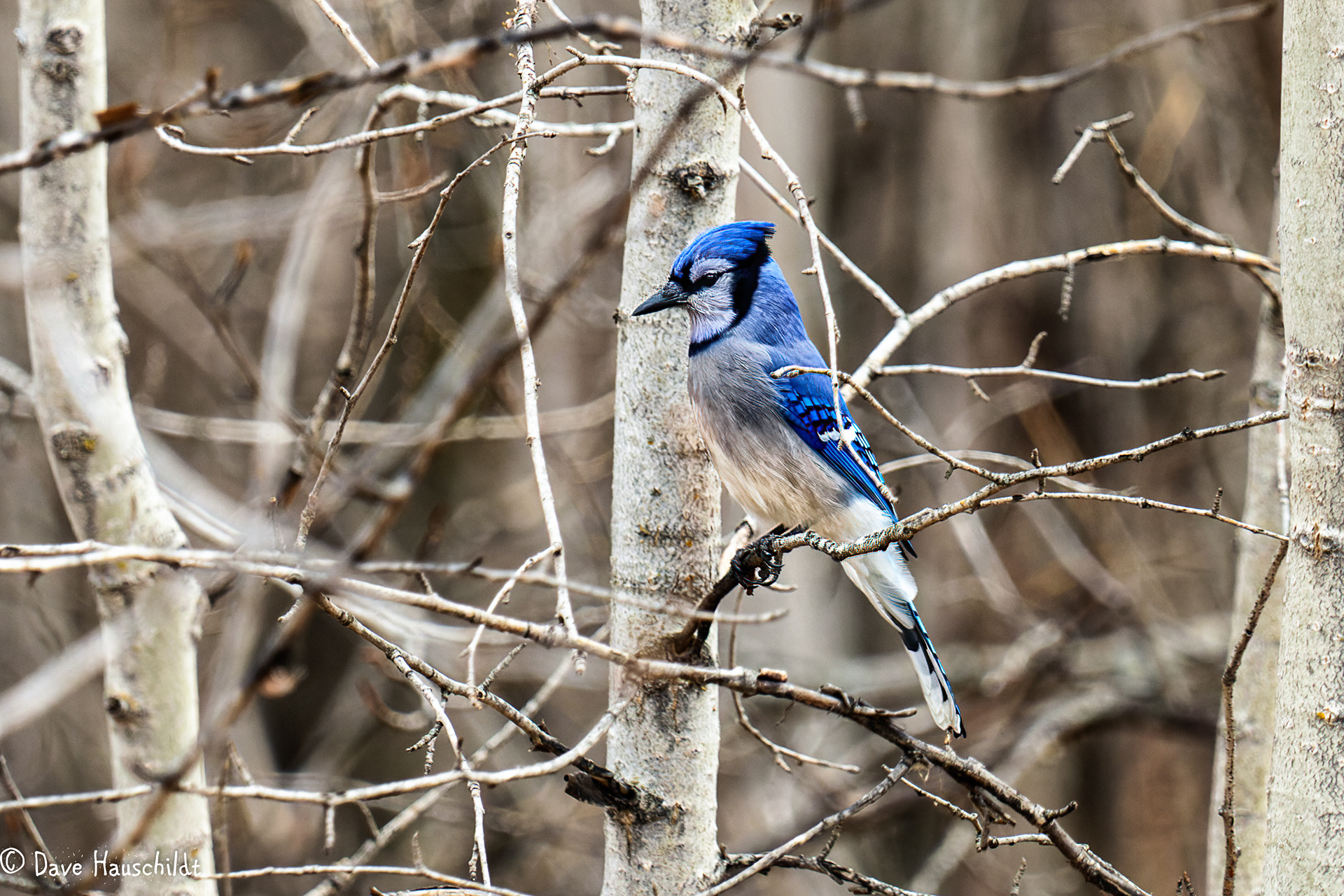 Blue Jay
