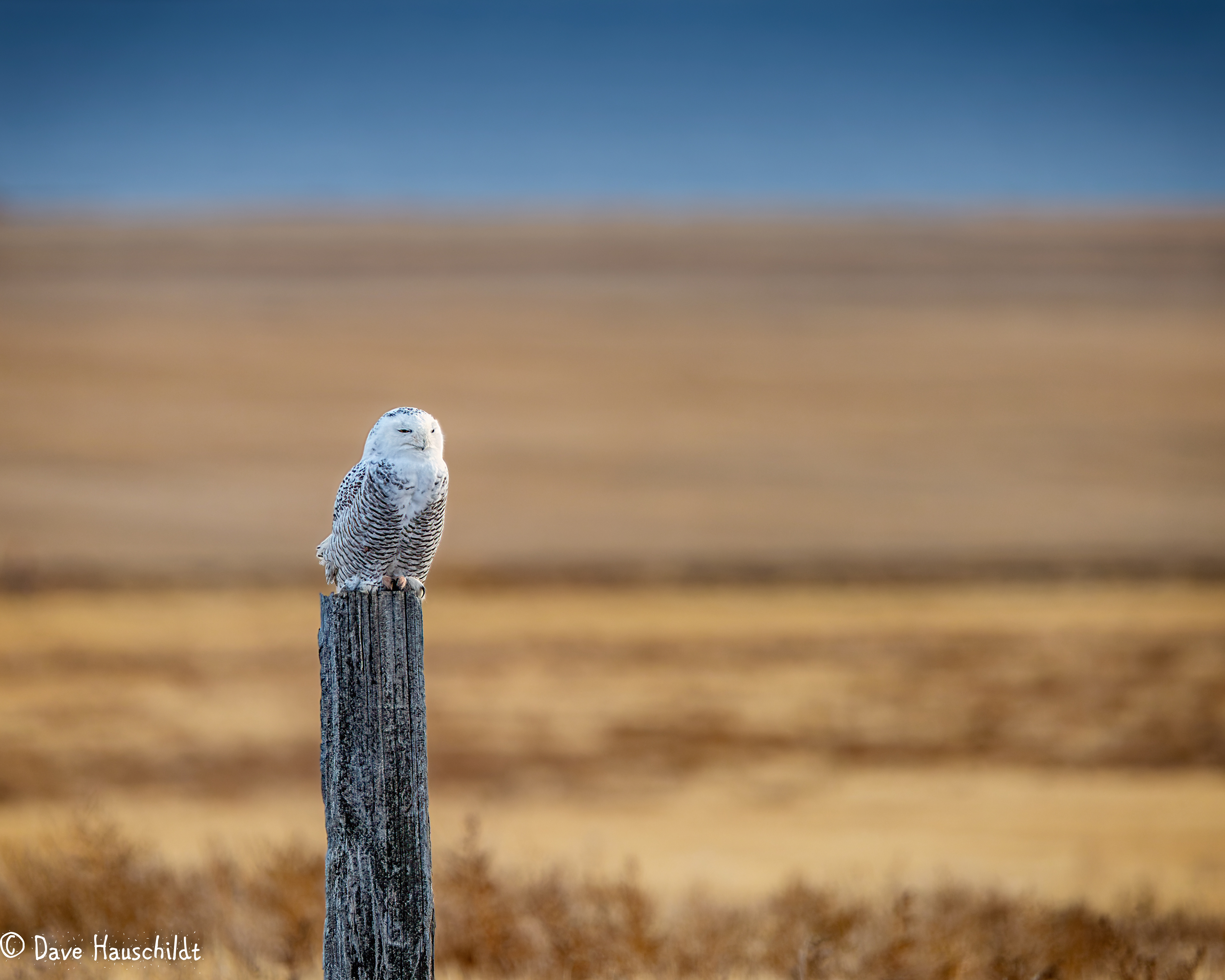 Snowy Owl