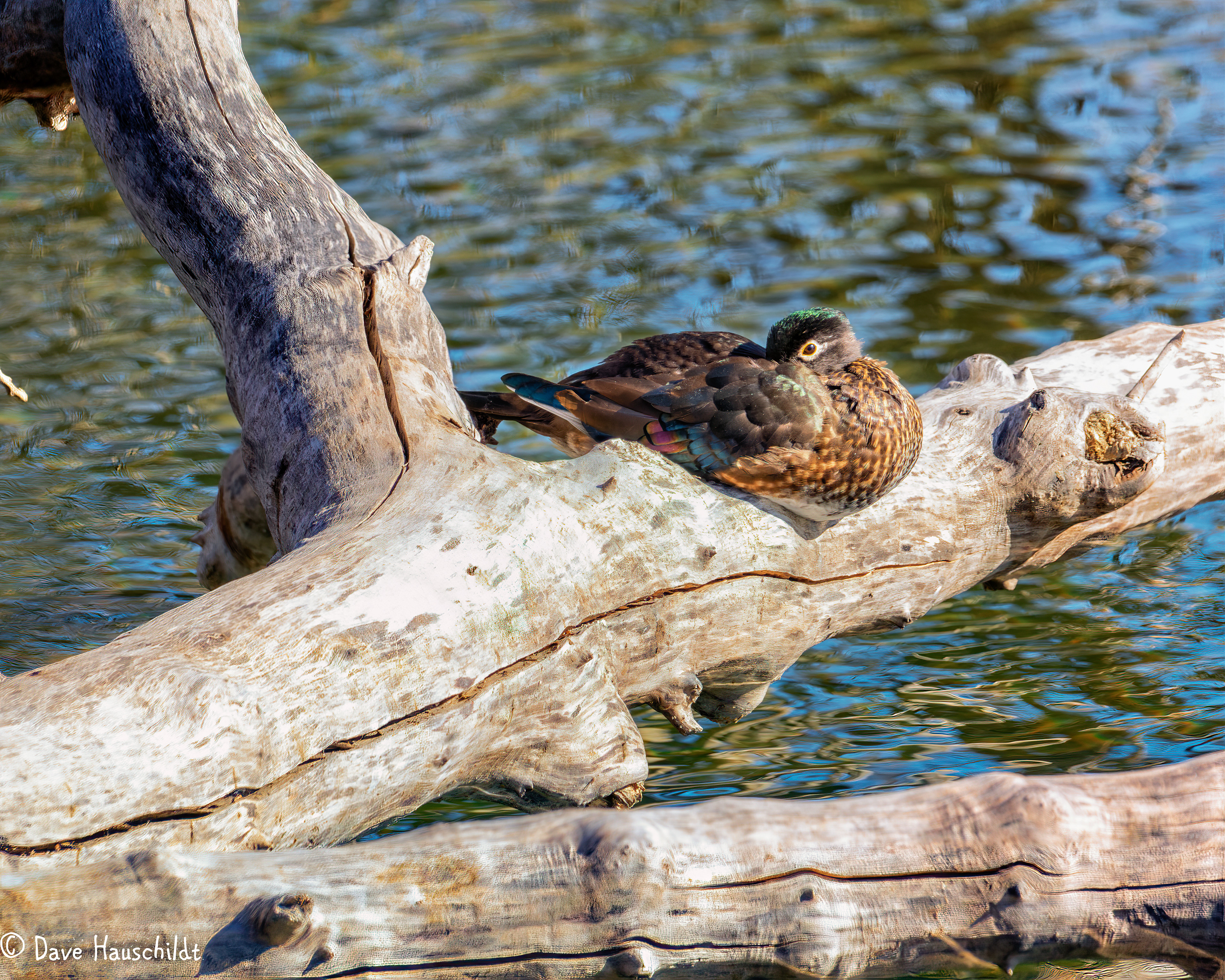 Wood Duck