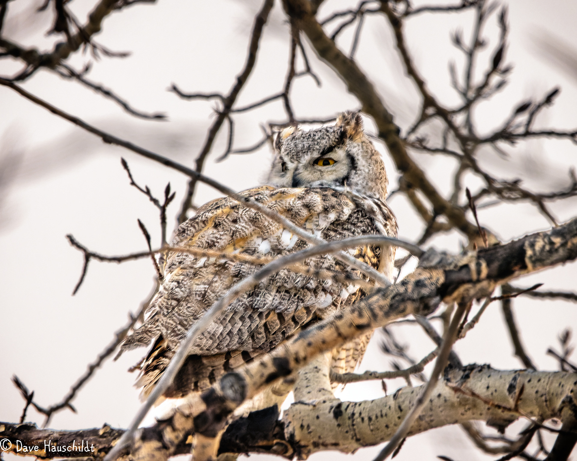 Great Horned Owl