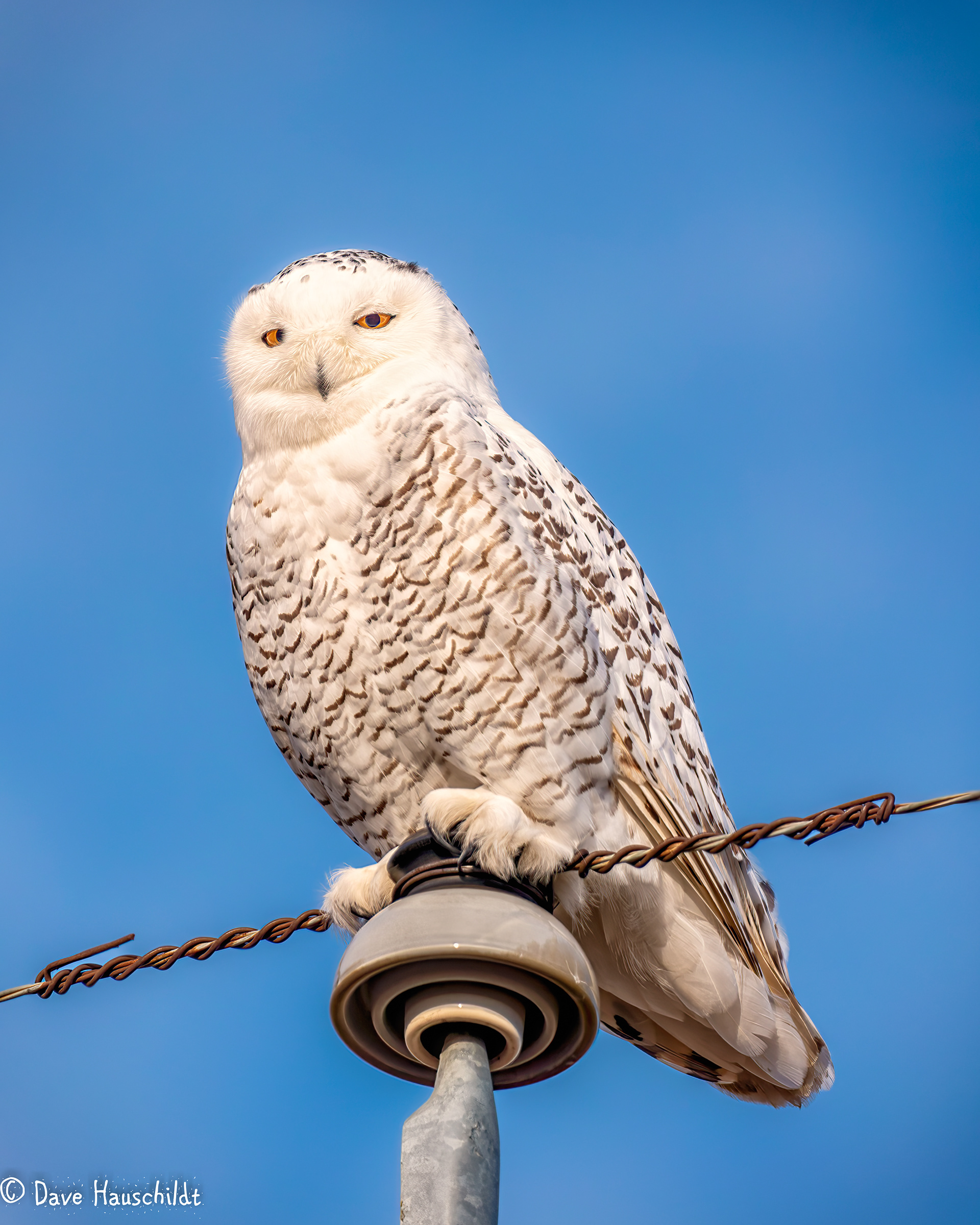 Snowy Owl