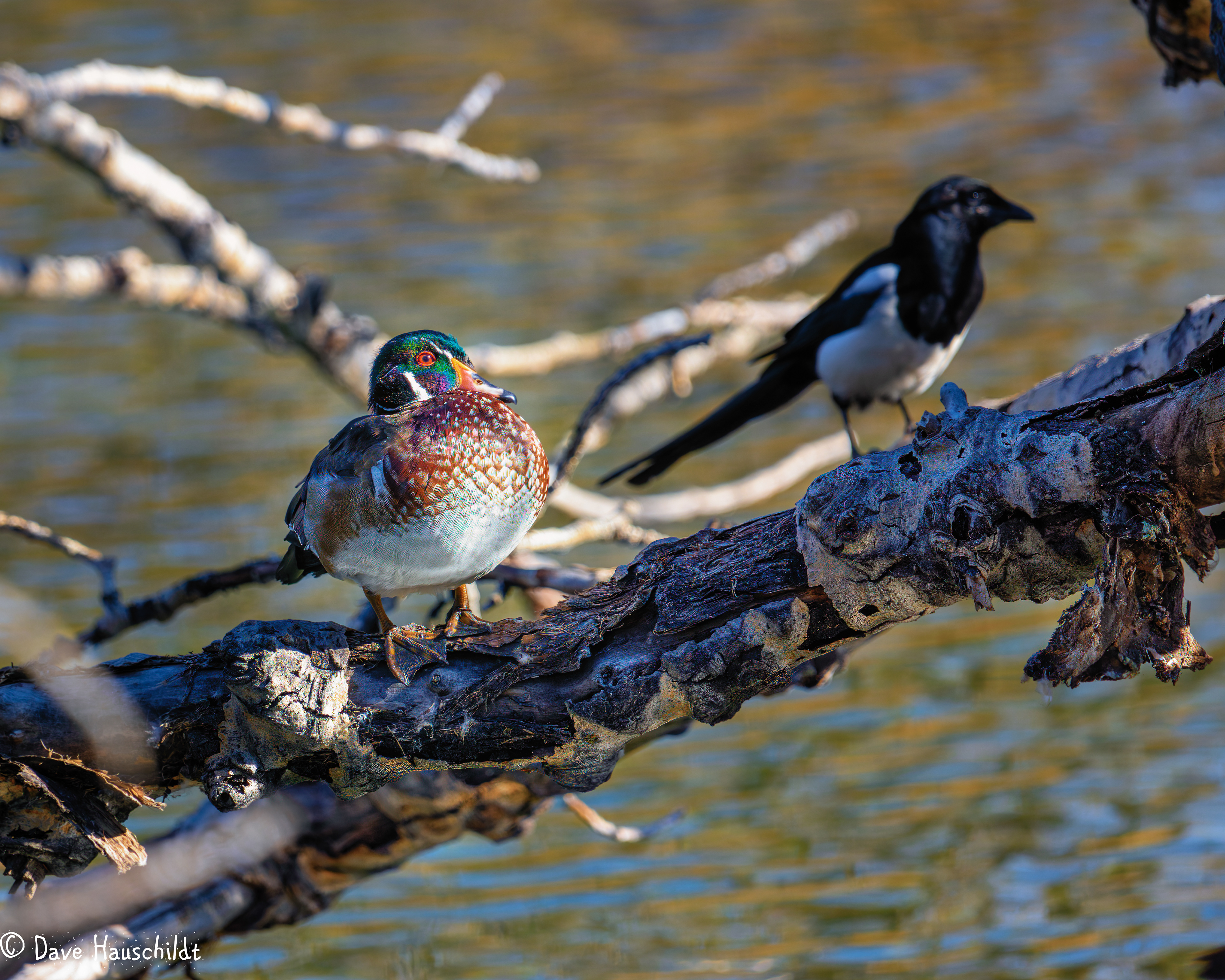 Wood Duck