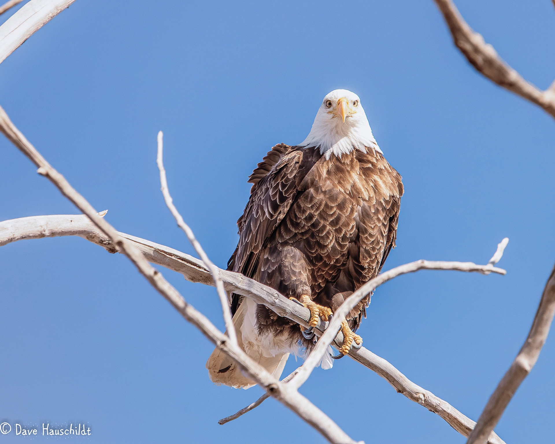 Bald Eagle