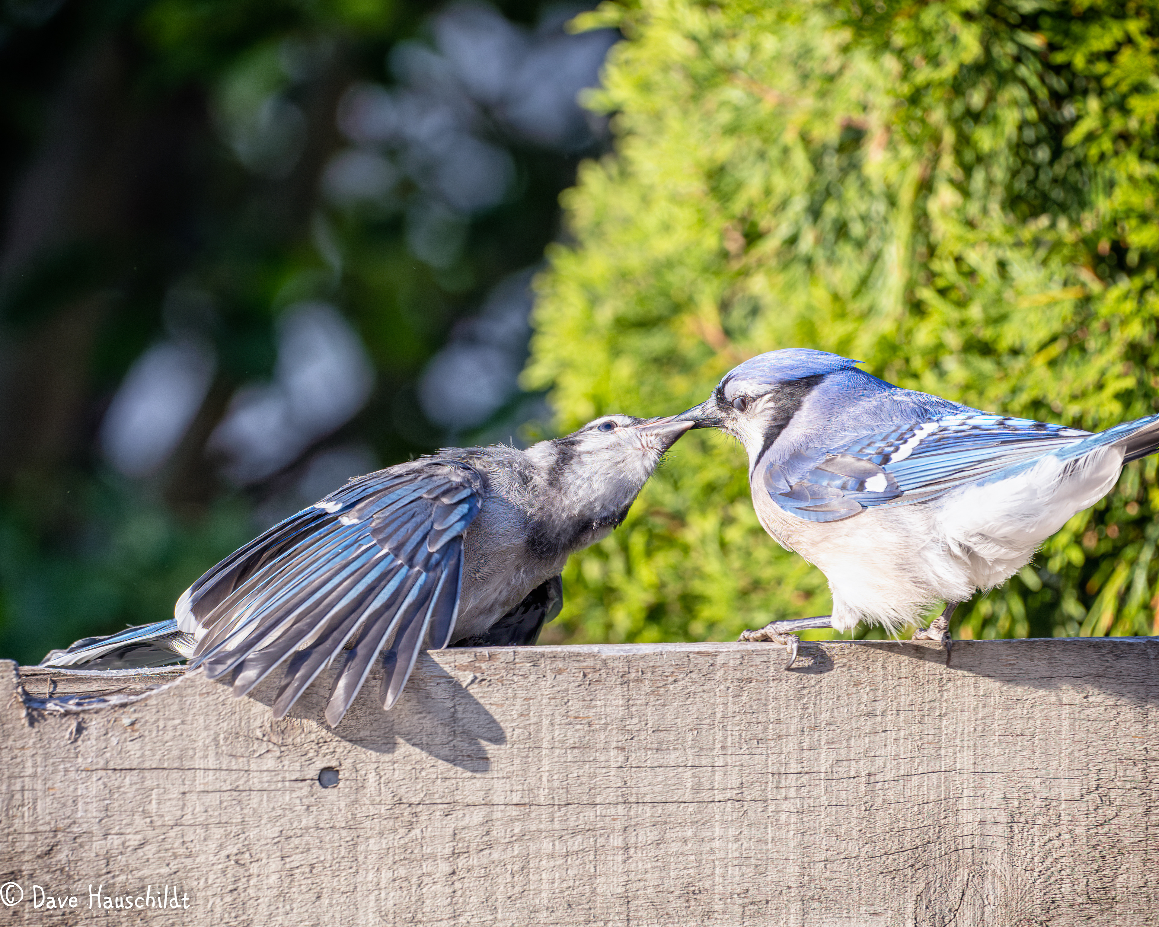 Blue Jay