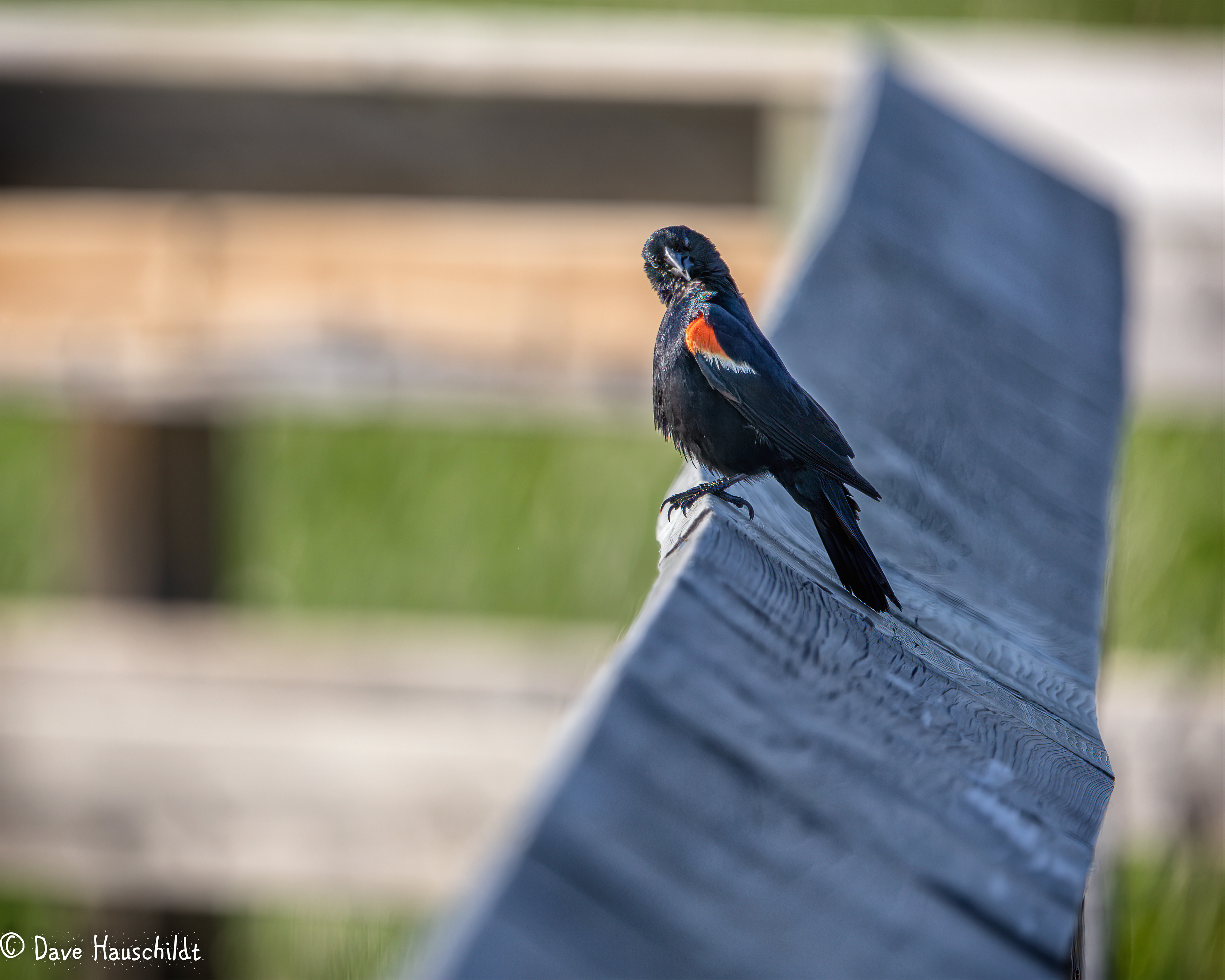 Red Winged Blackbird
