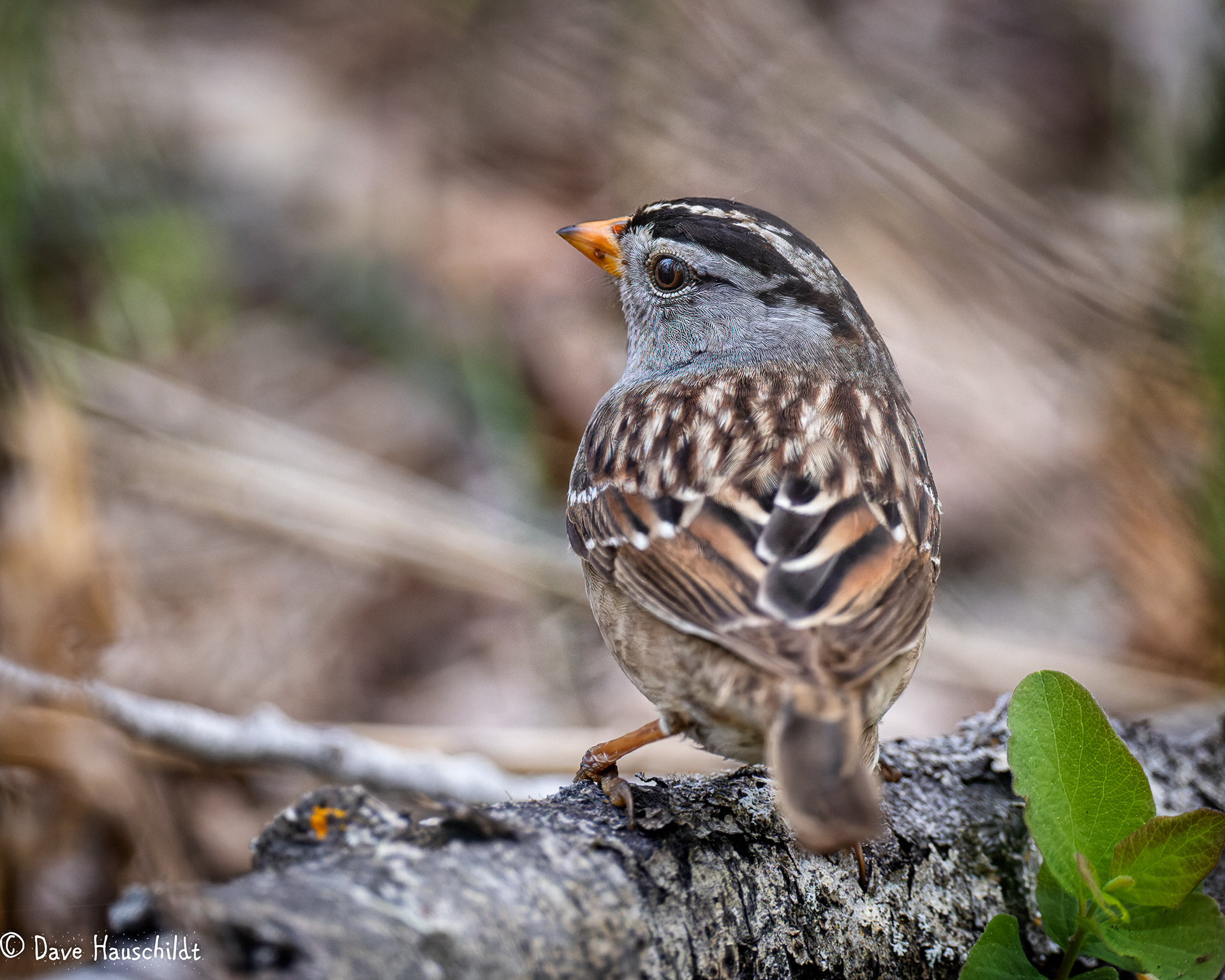 White Crowned Sparrow