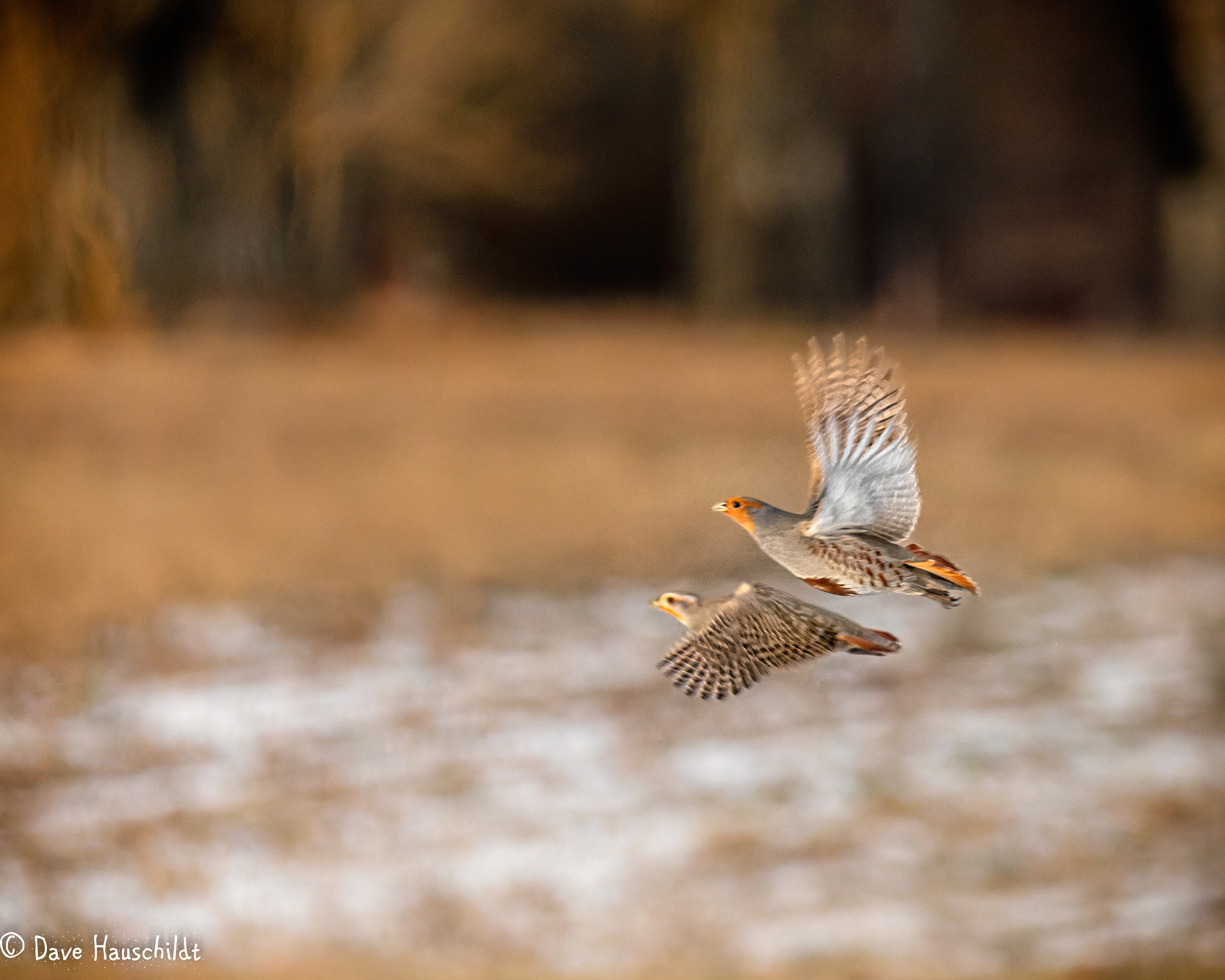 Gray Partridge