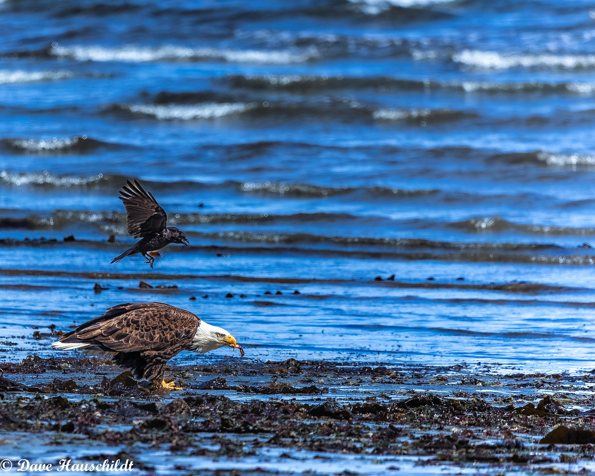 Bald Eagle