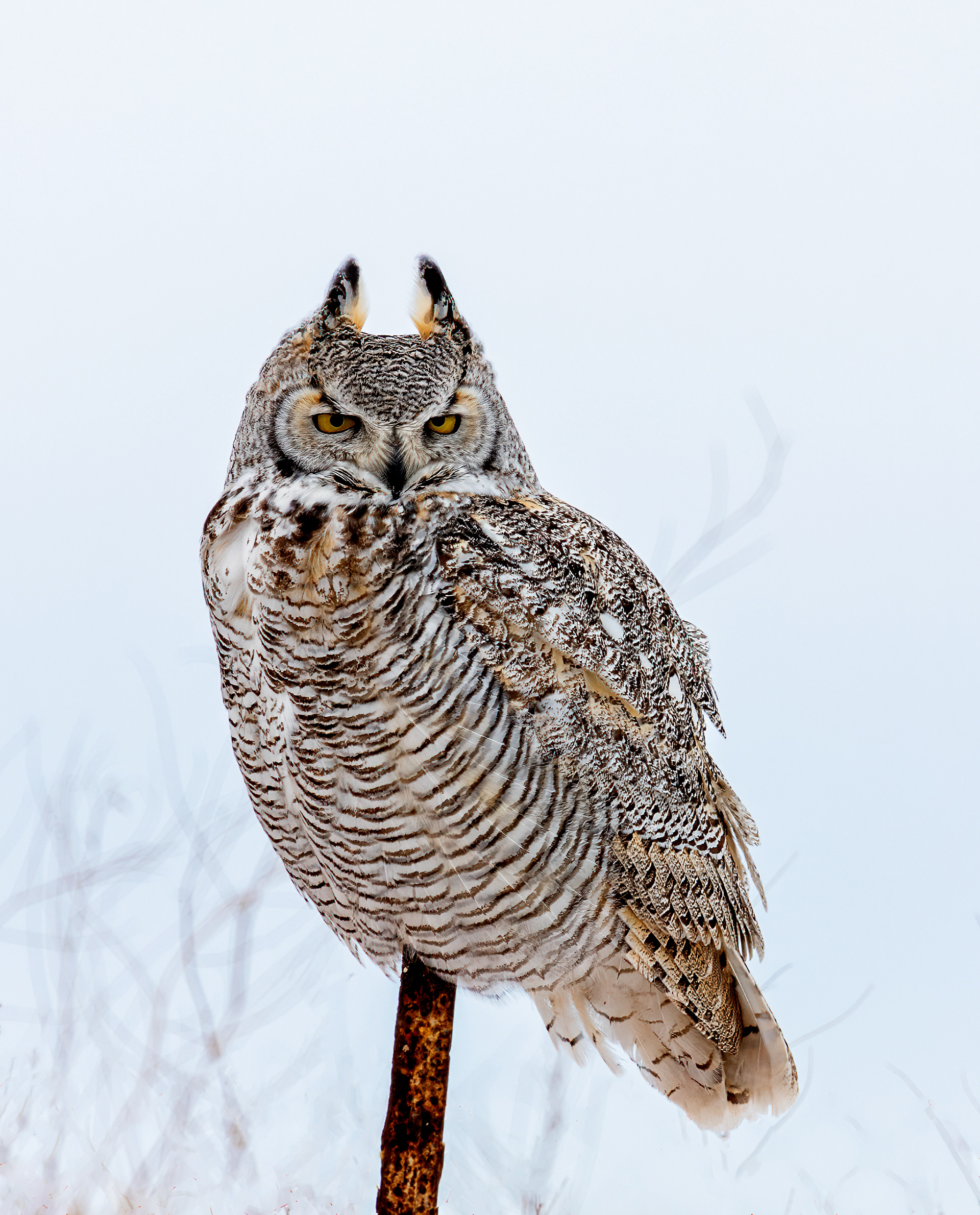 Great Horned Owl