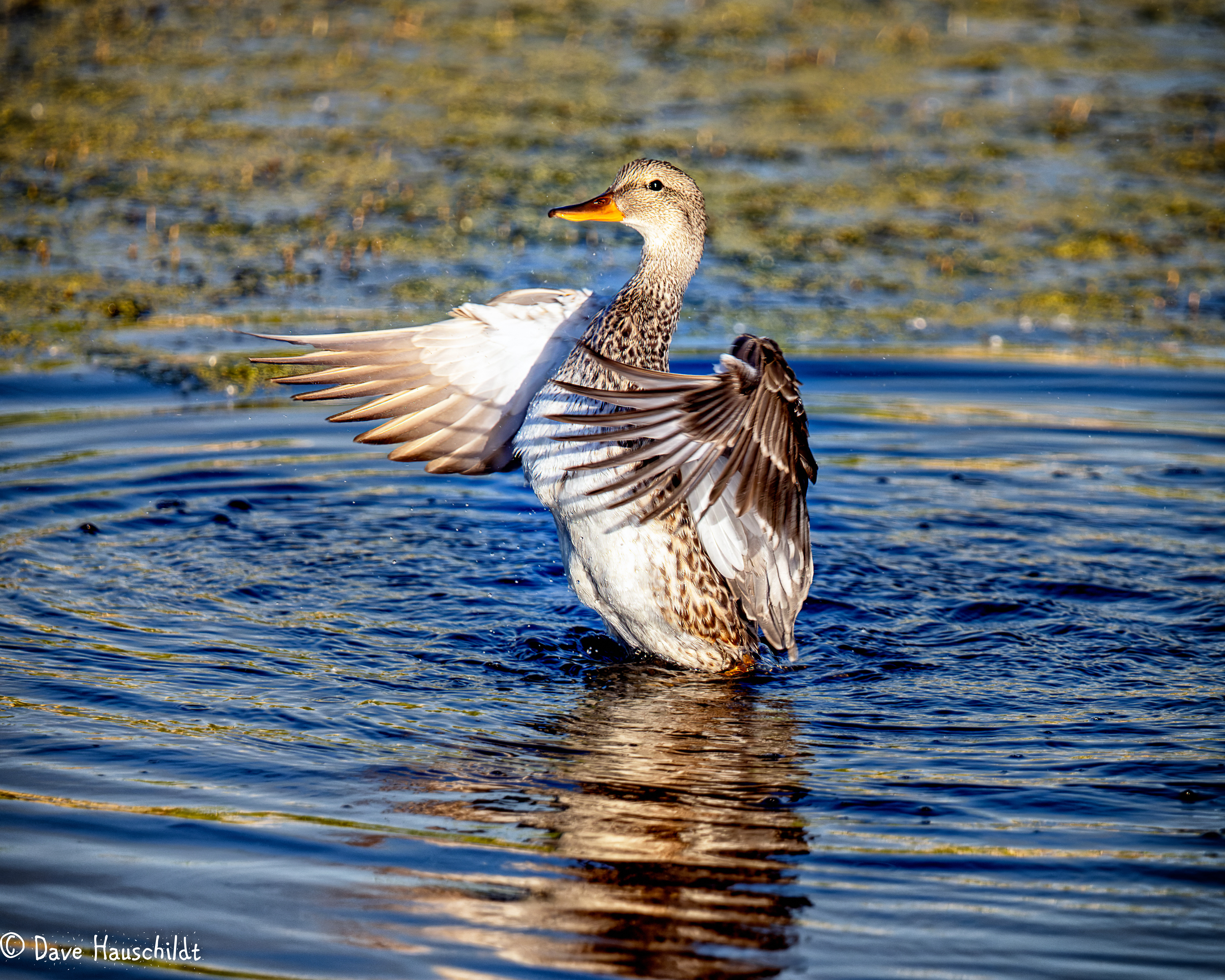 Gadwall