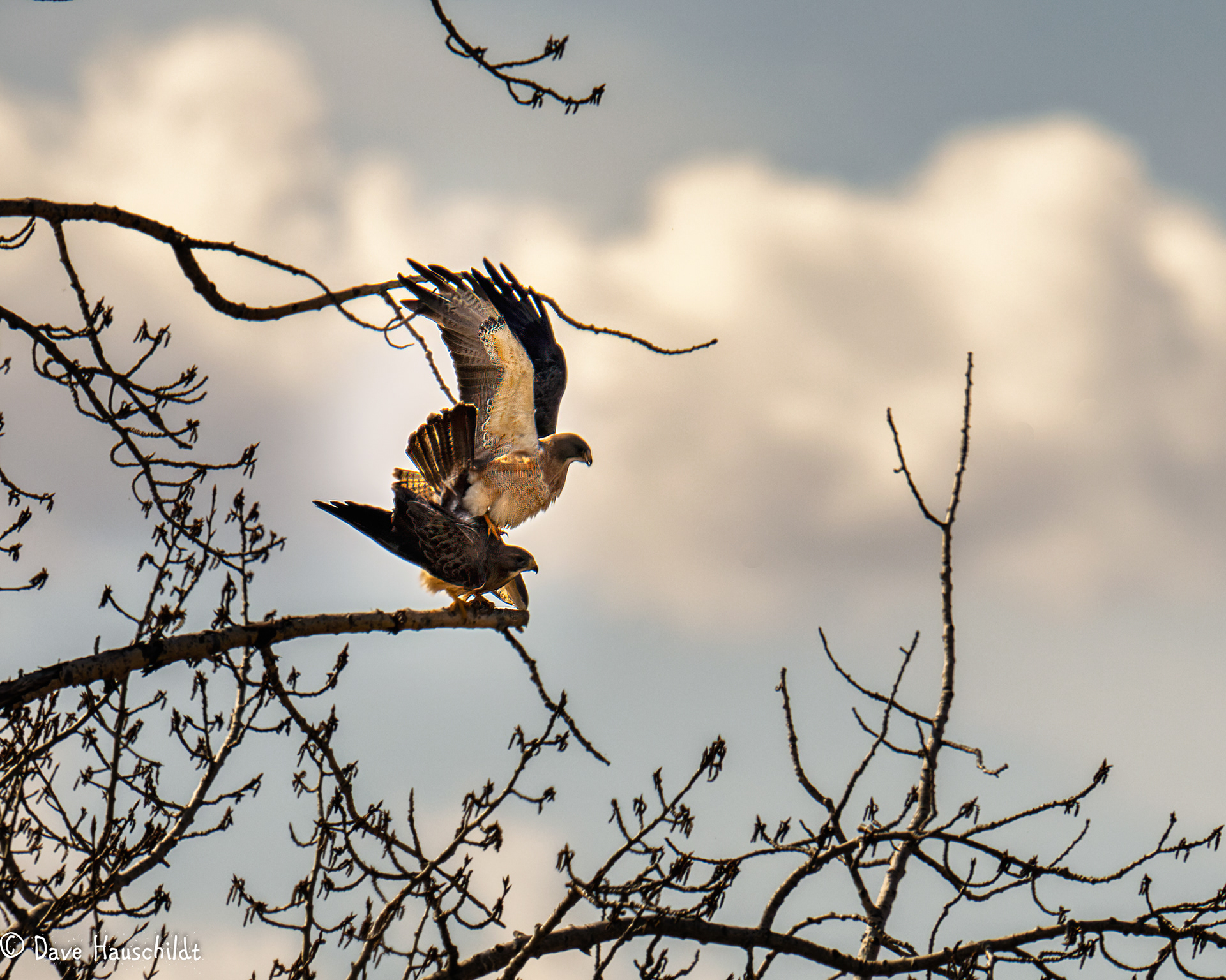Swainson's Hawk