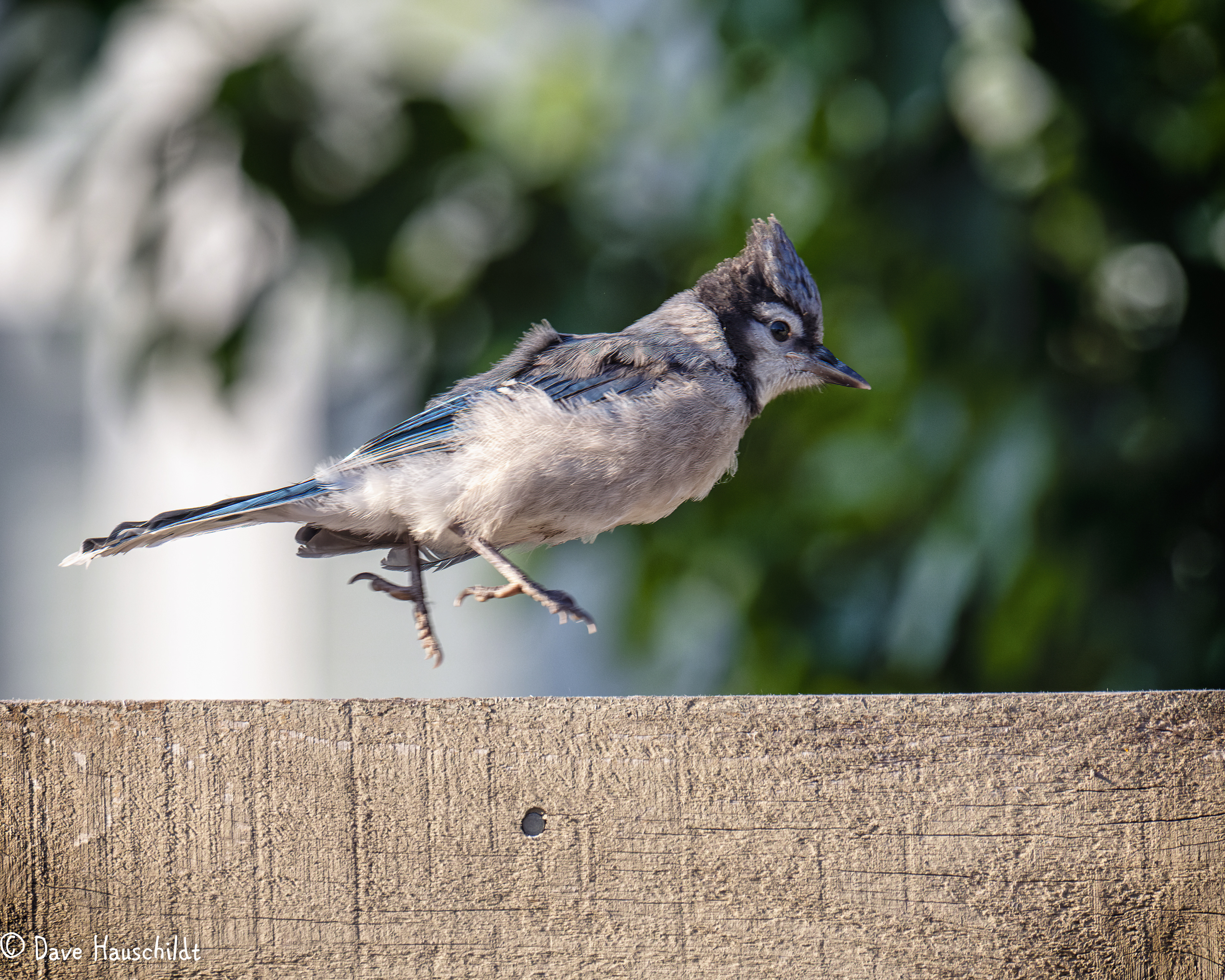 Blue Jay