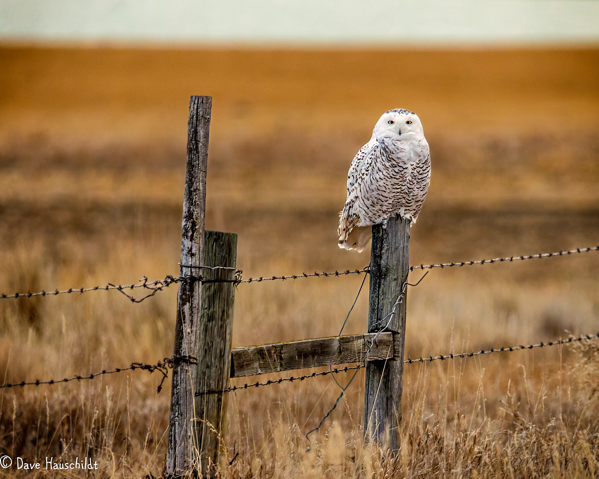 Snowy Owl