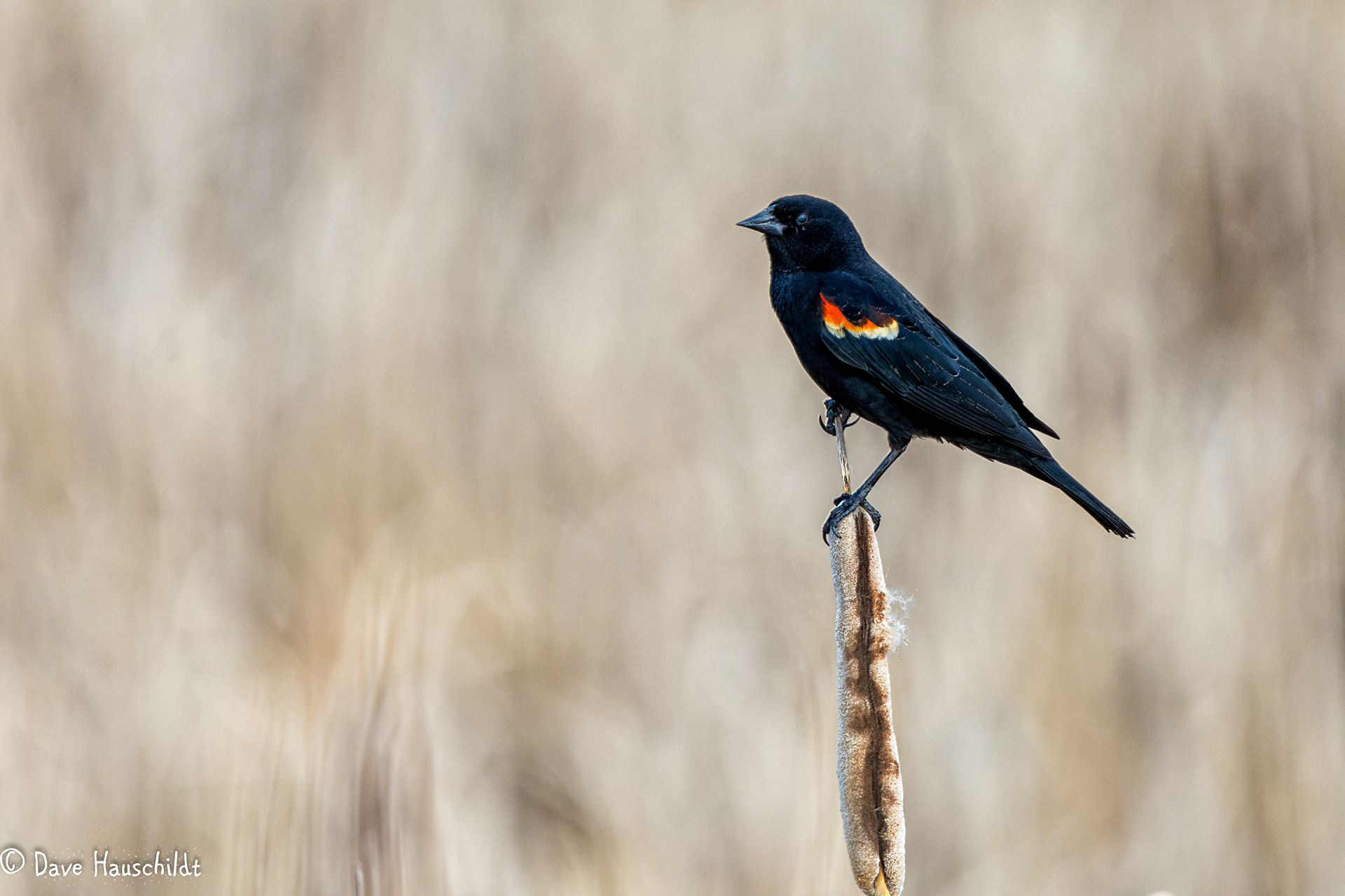 Red Winged Blackbird