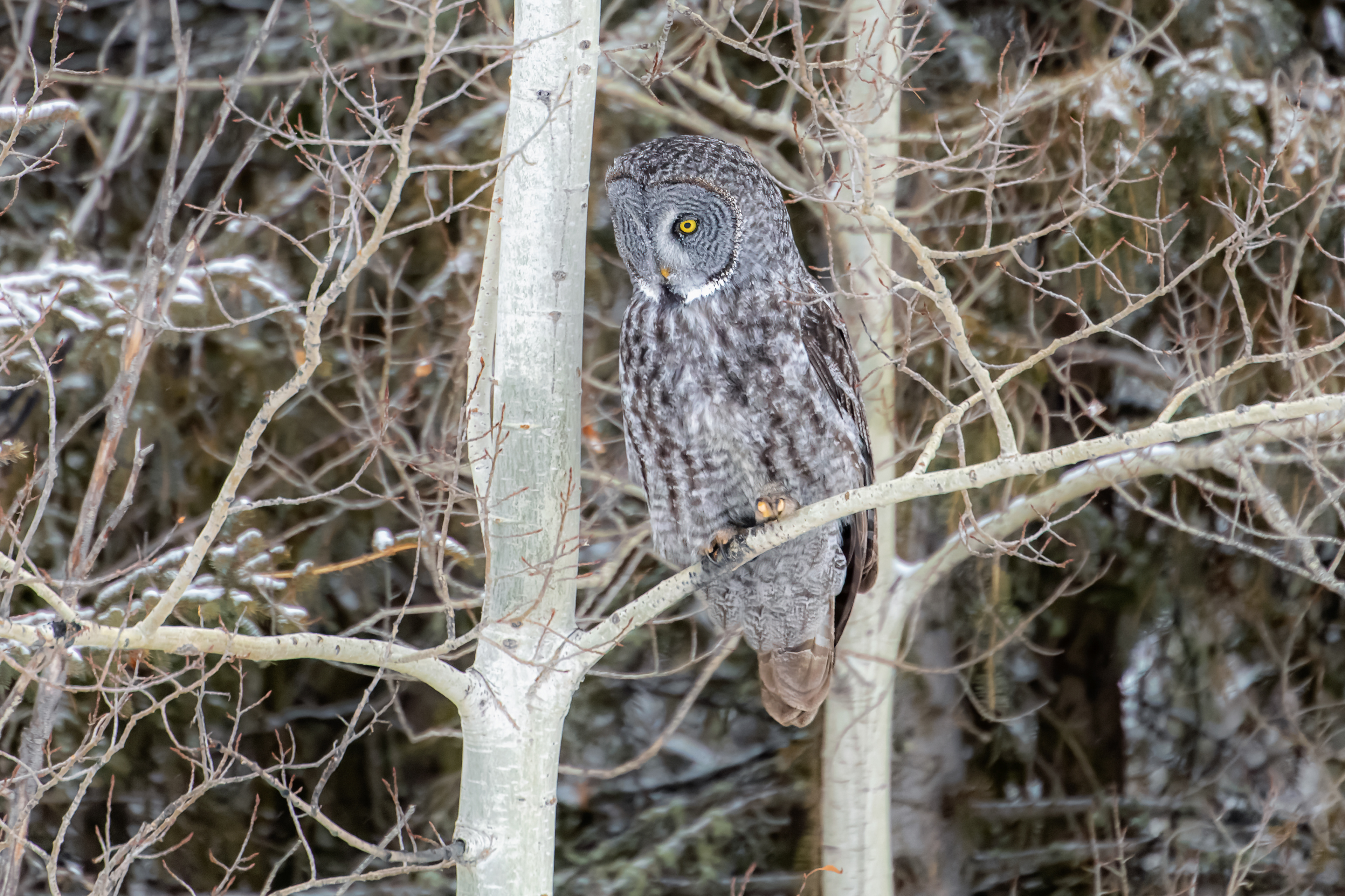 Great Grey Owl