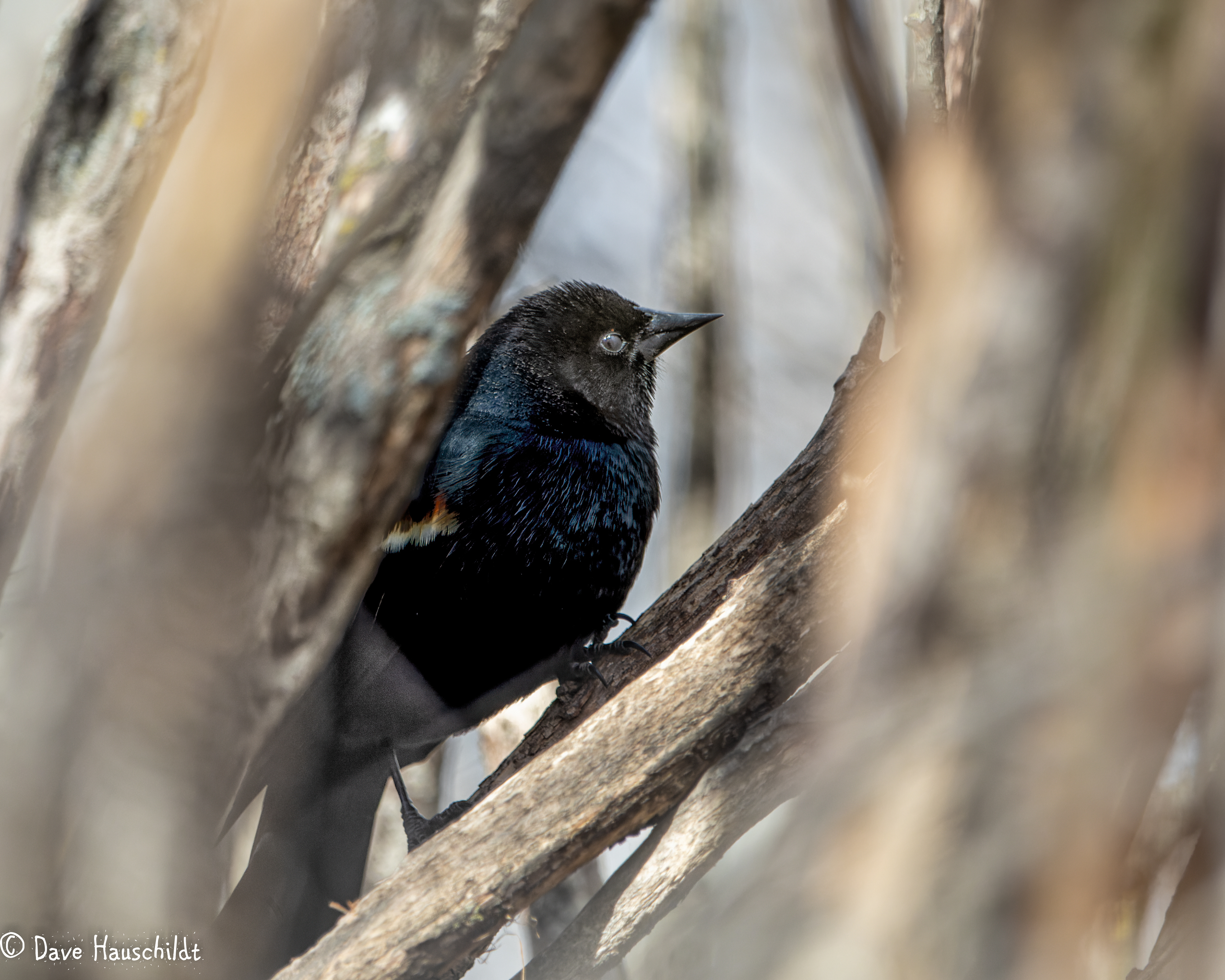 Red Winged Blackbird