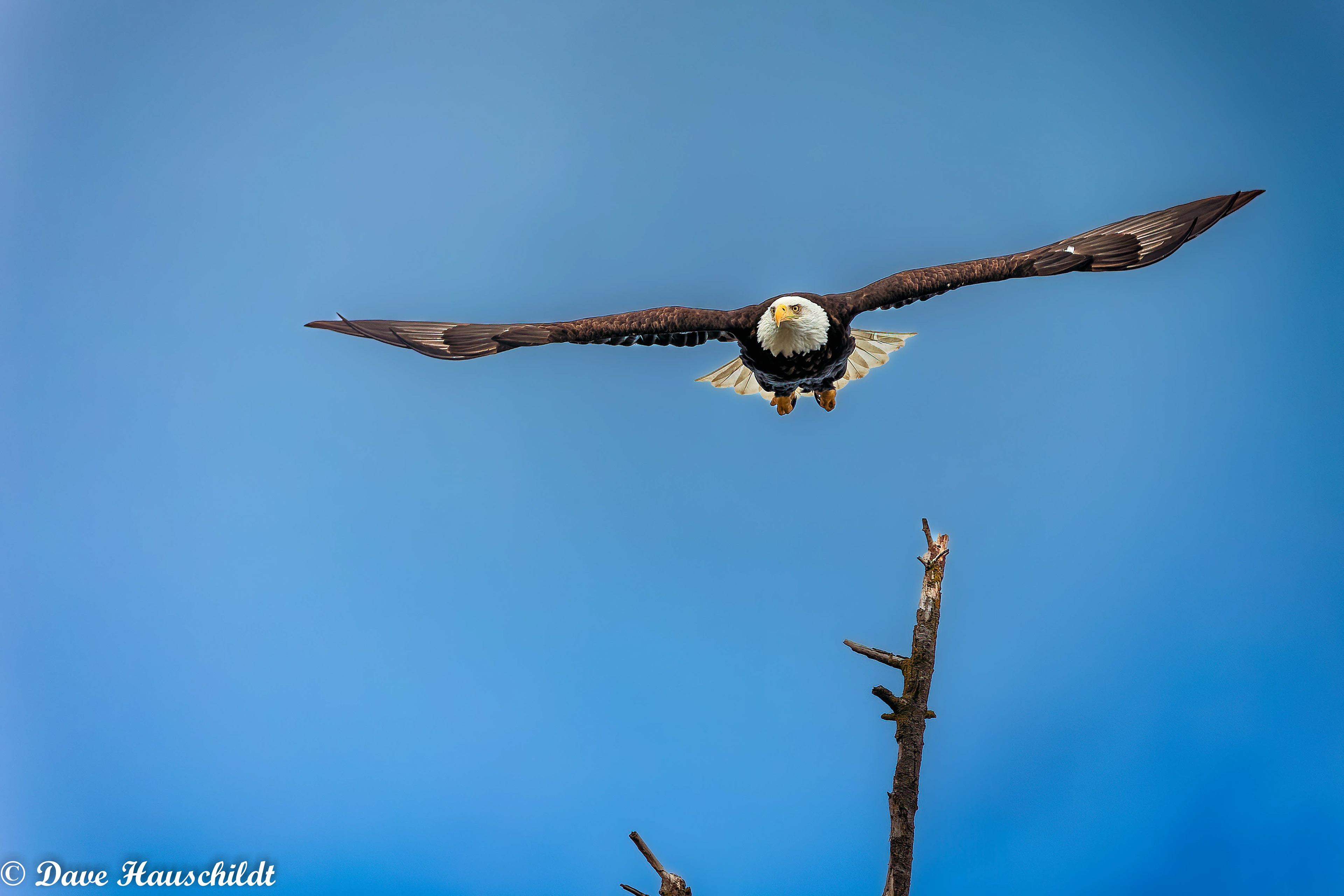Bald Eagle