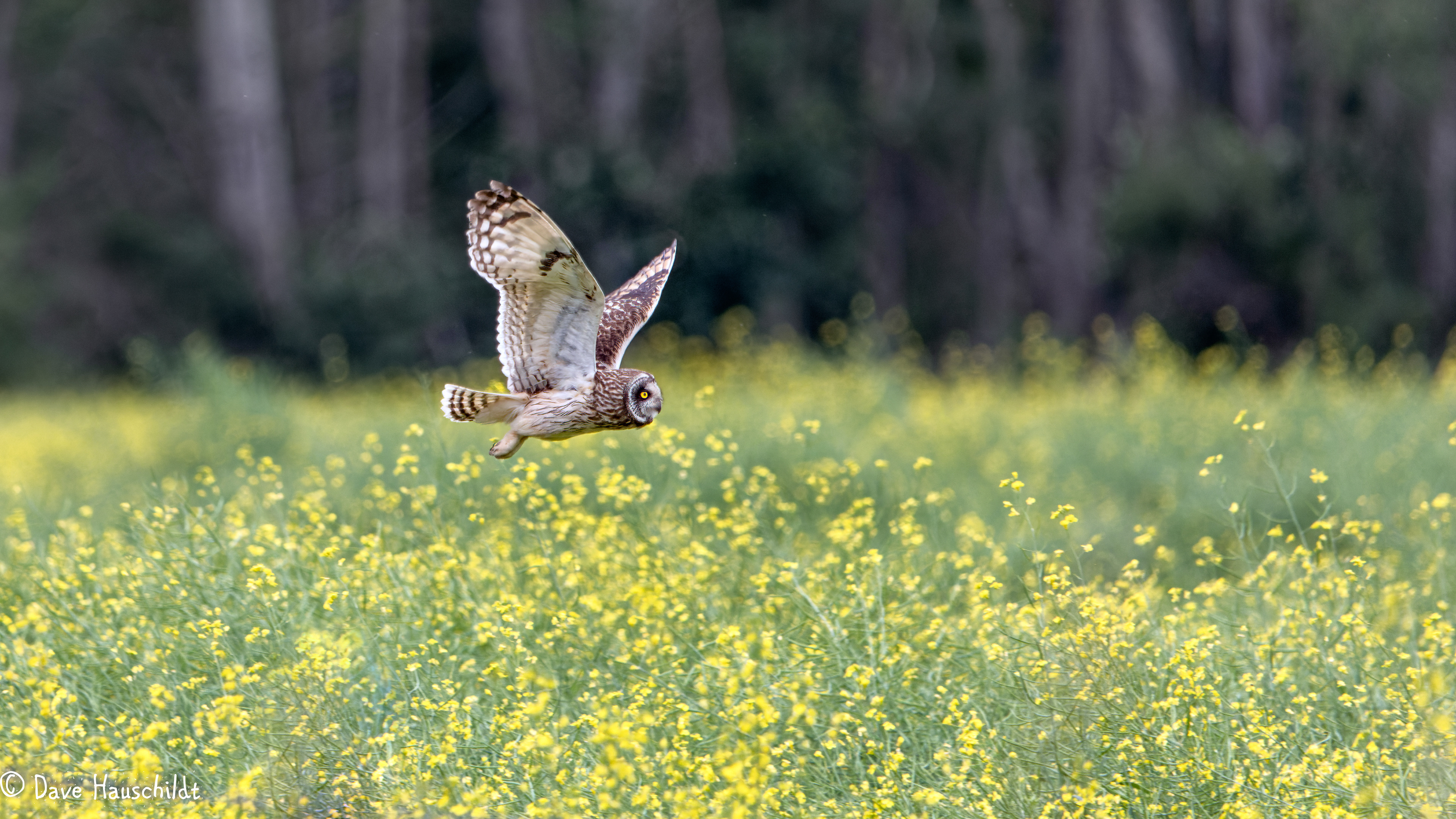 Short Eared Owl