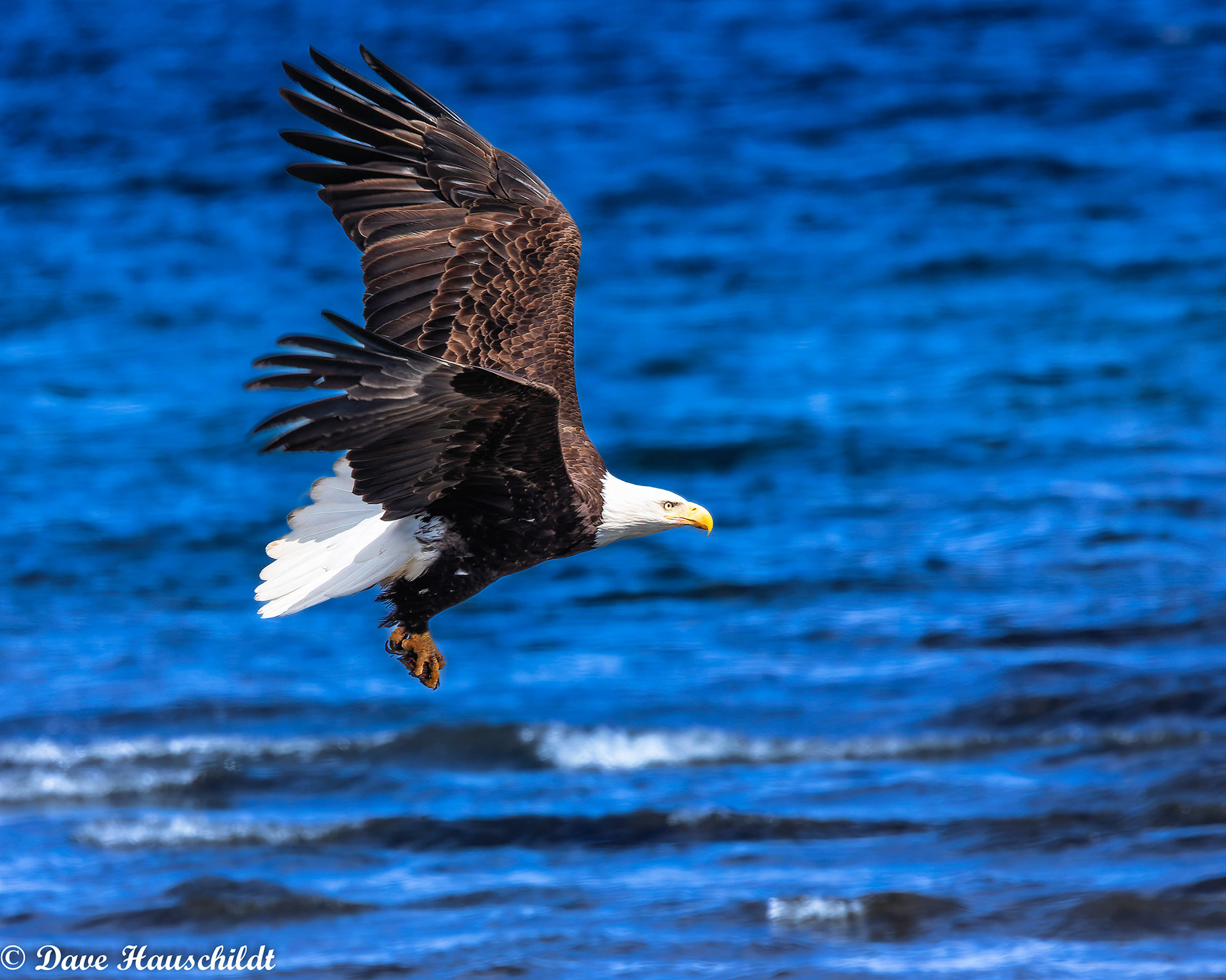 Bald Eagle